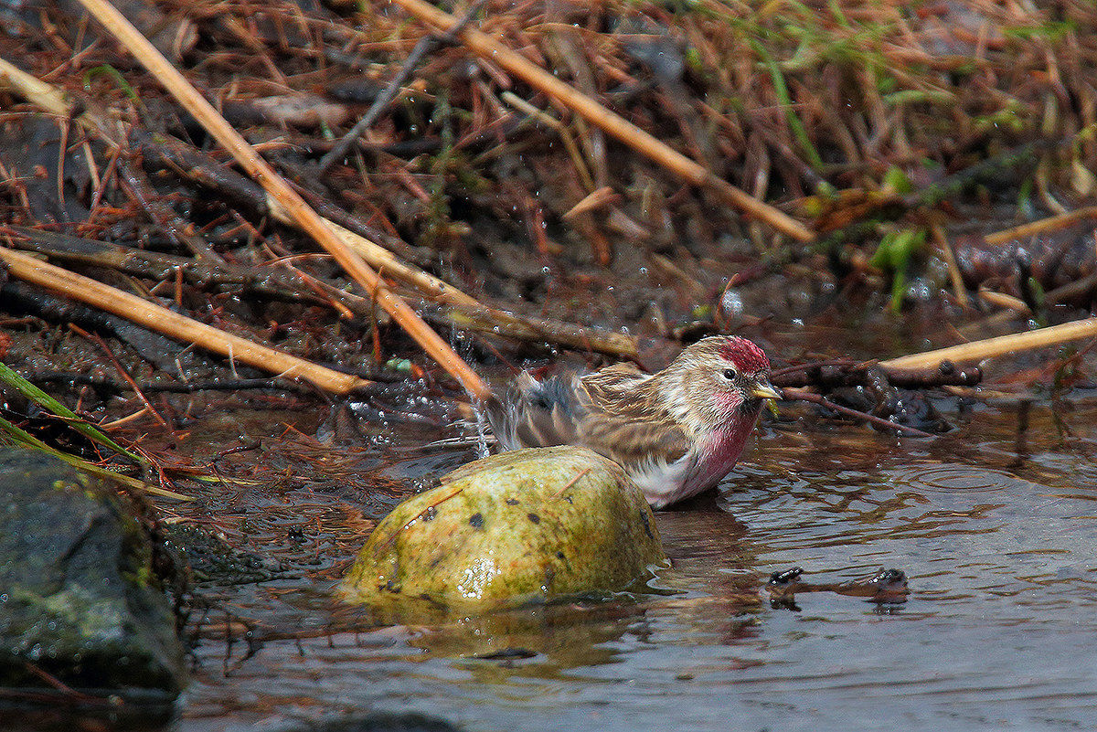 organ to the bathroom