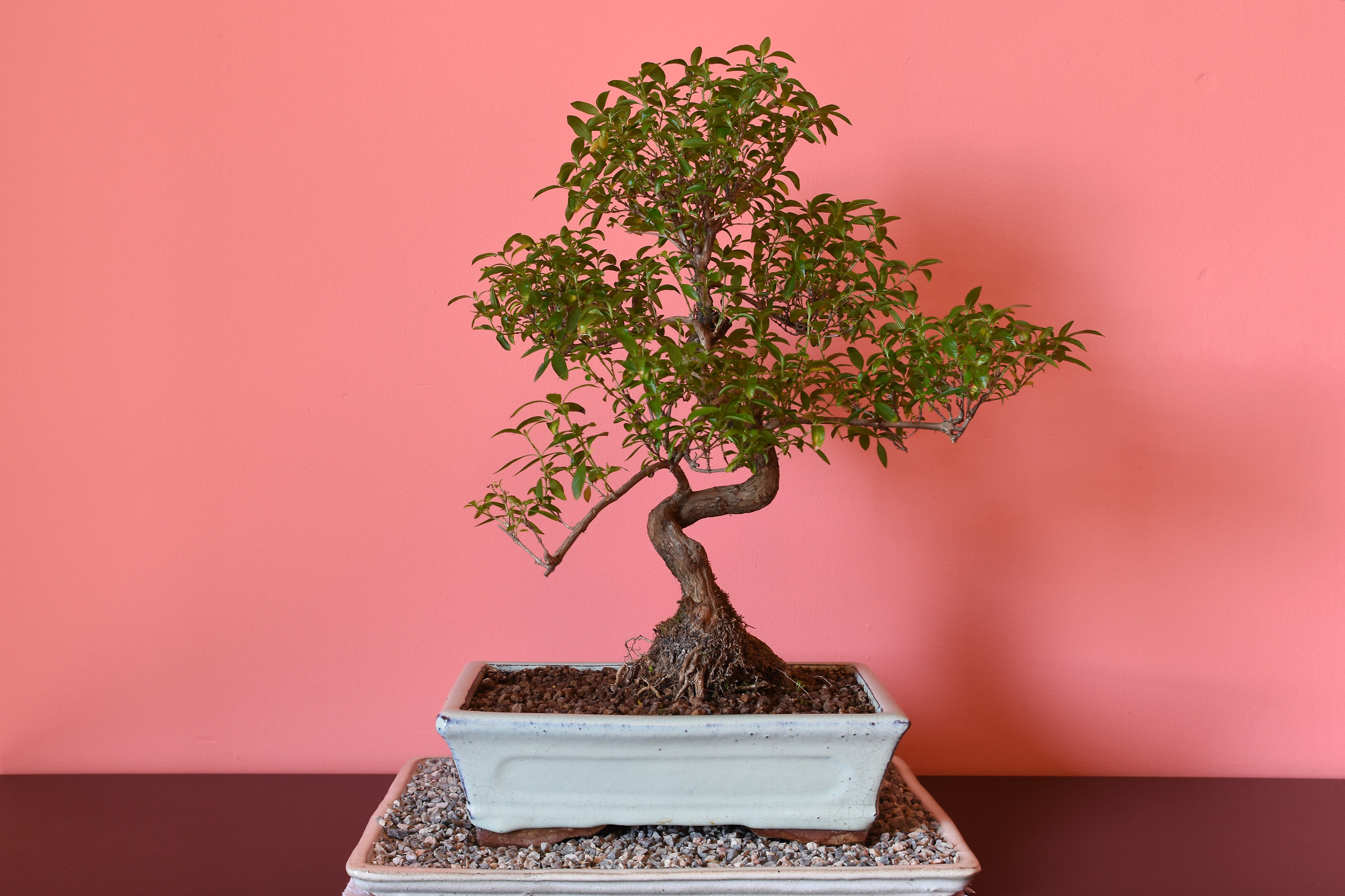 Bonsai