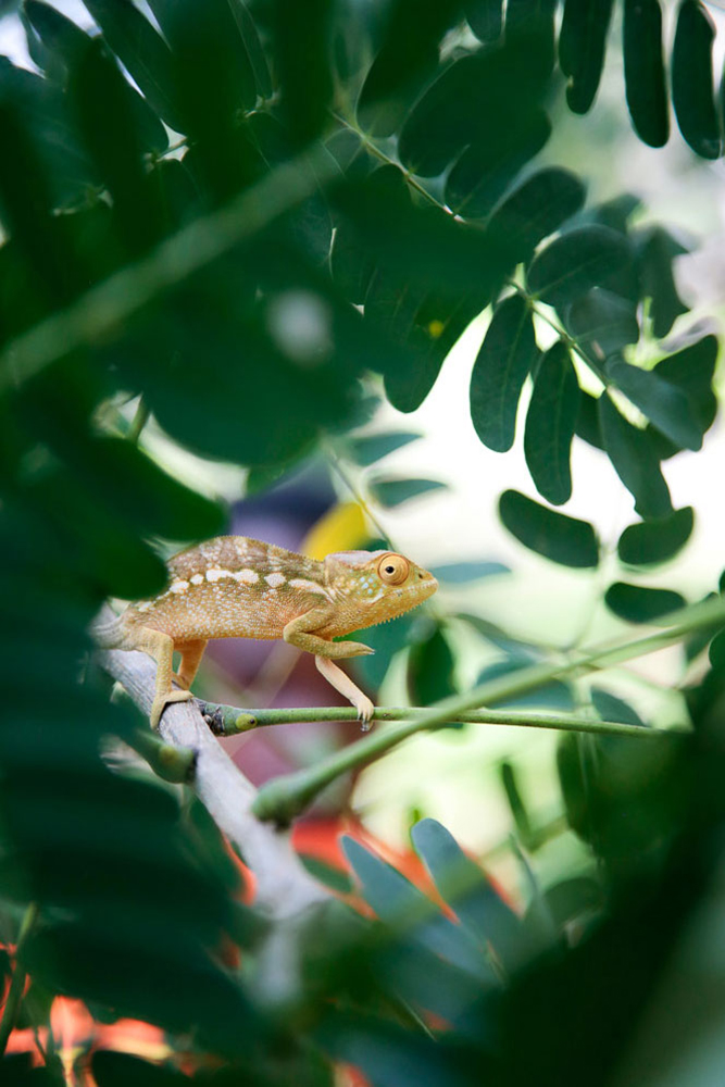 Chameleon Nosy Komba