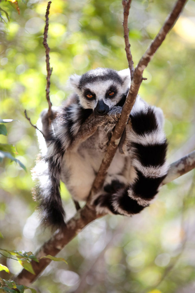 Katta lemur - reserve Anjia