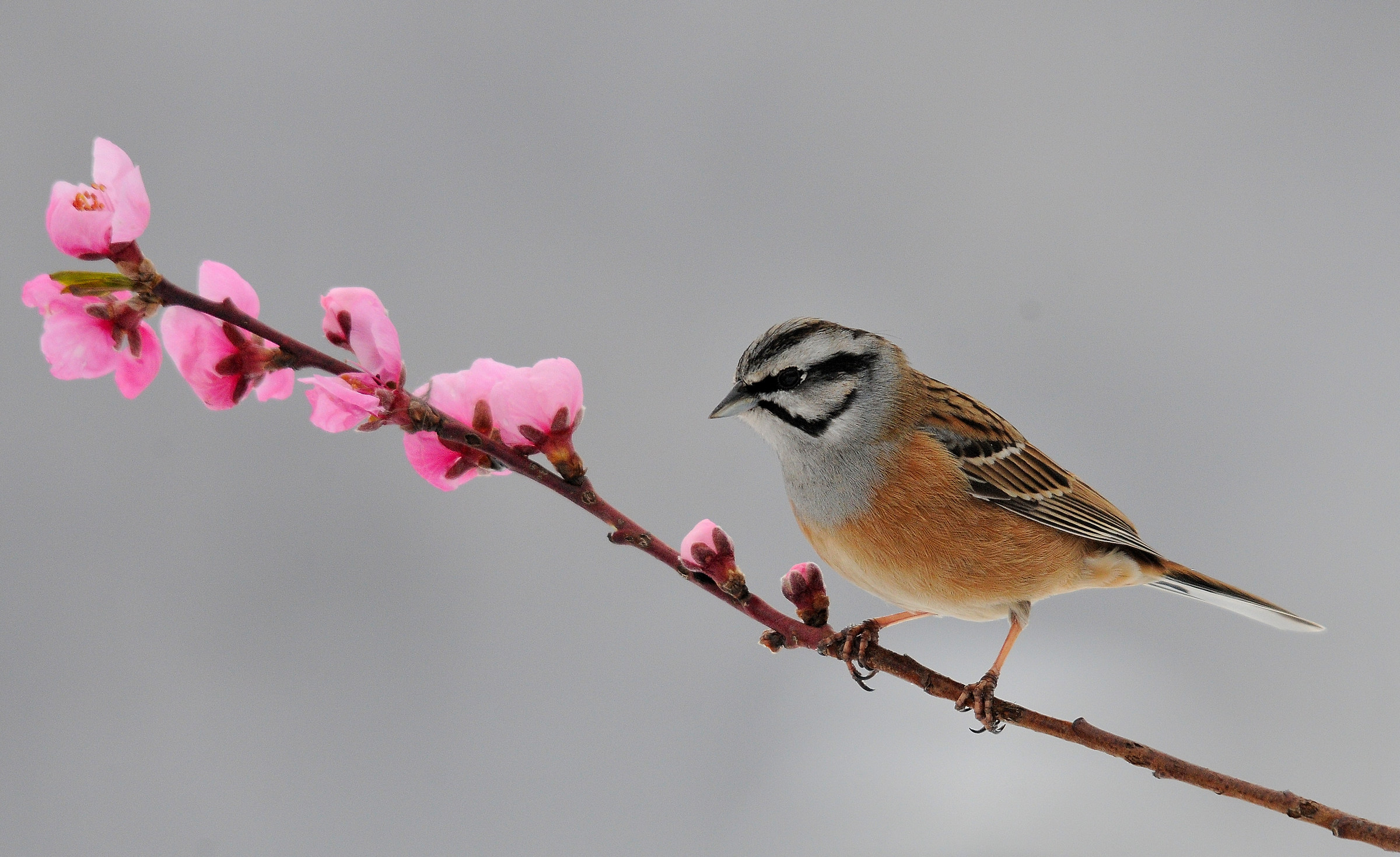 Zigolo Muciatto primaverile...
