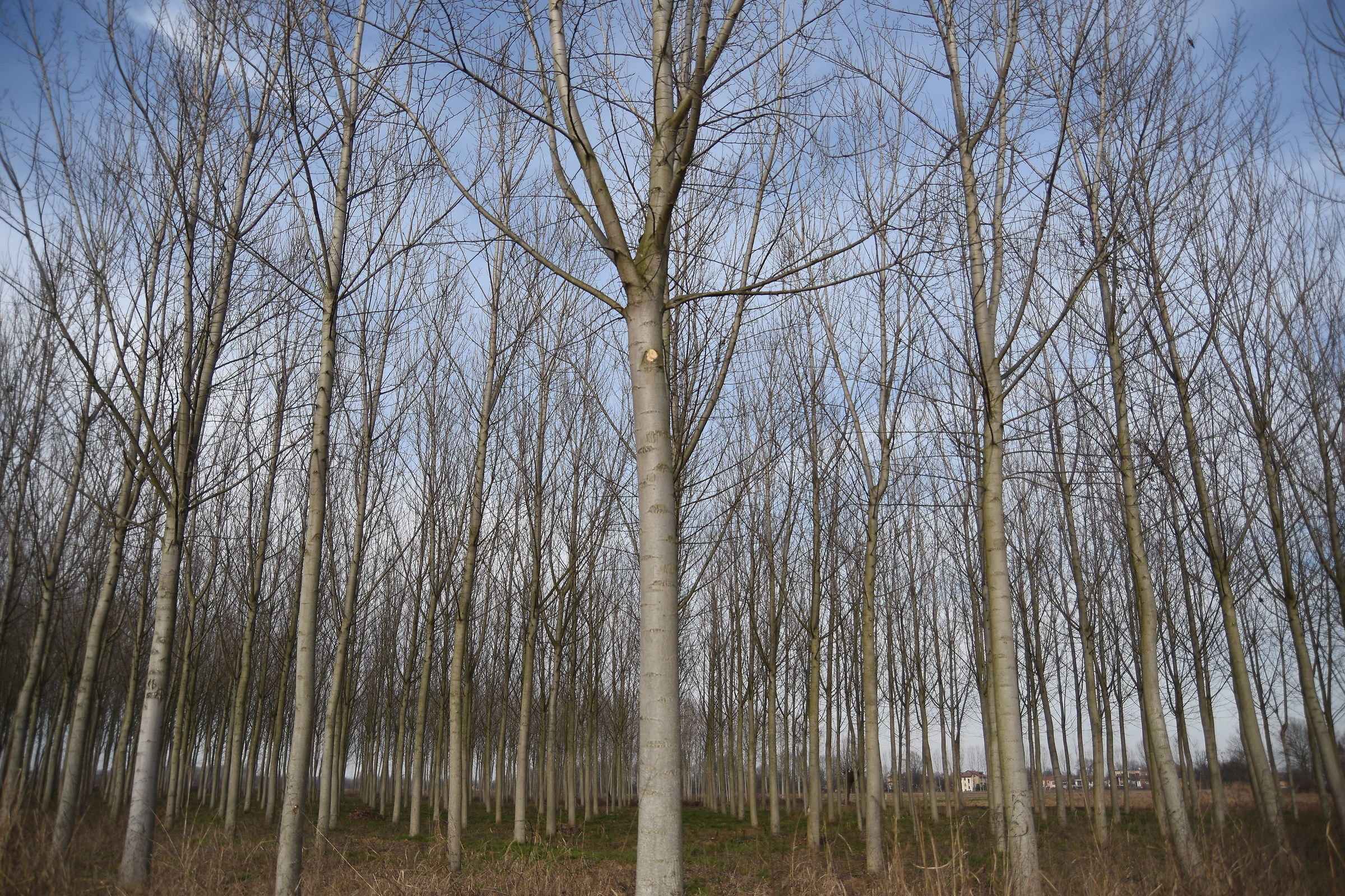 I would like an infinite forest