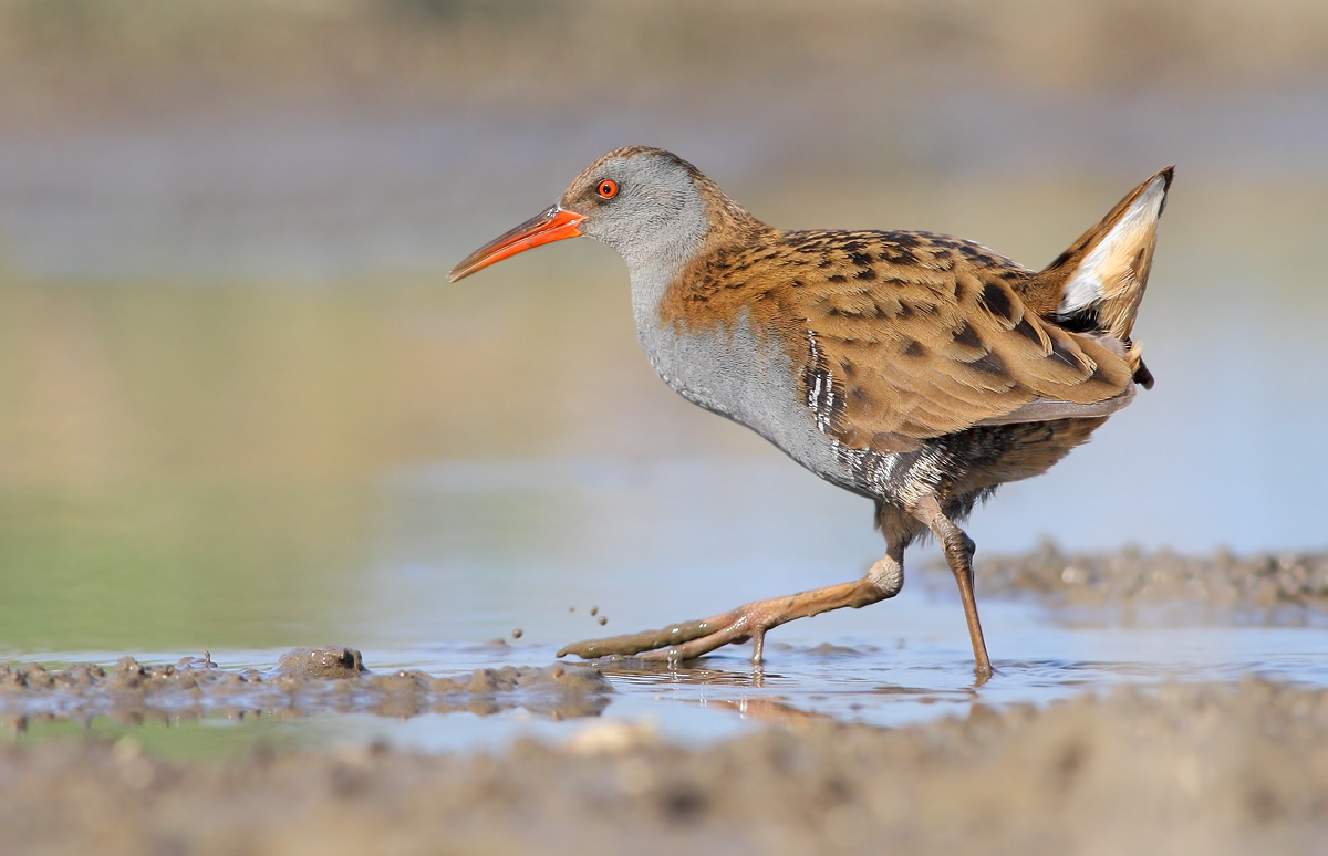 Water Rail
