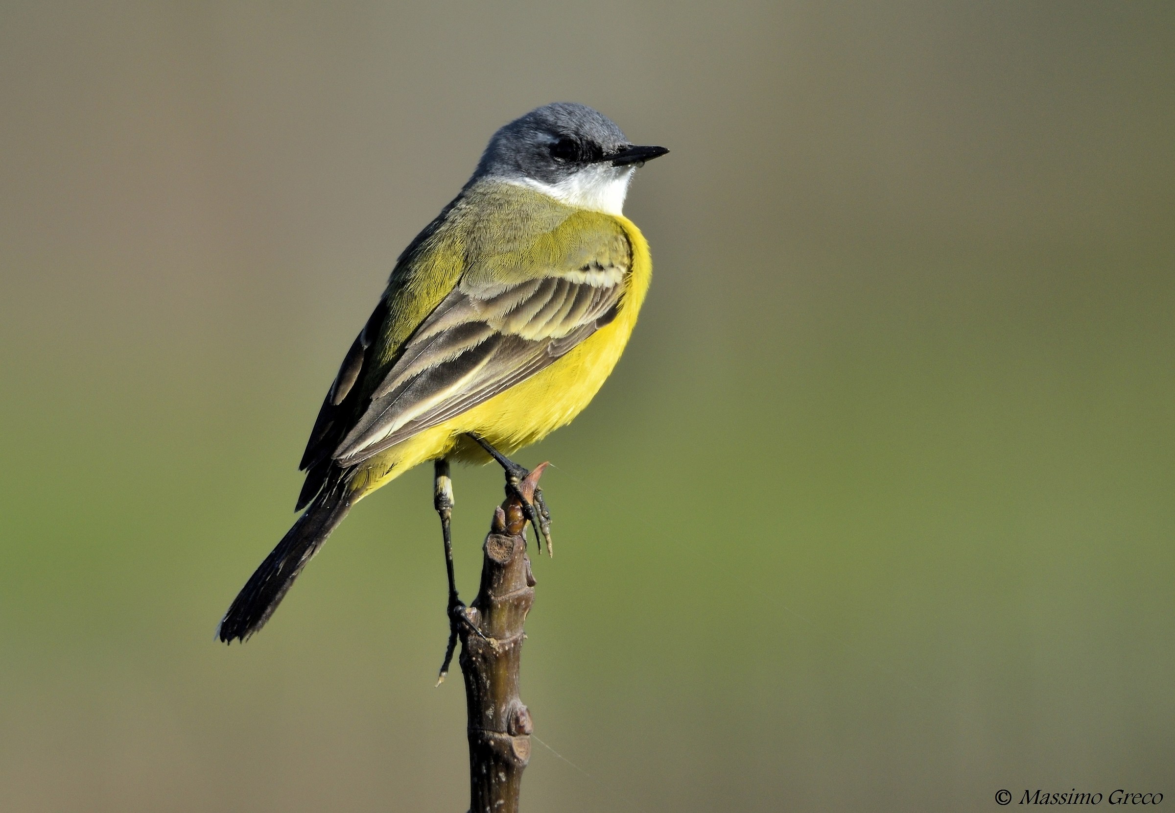 © Massimo Greco