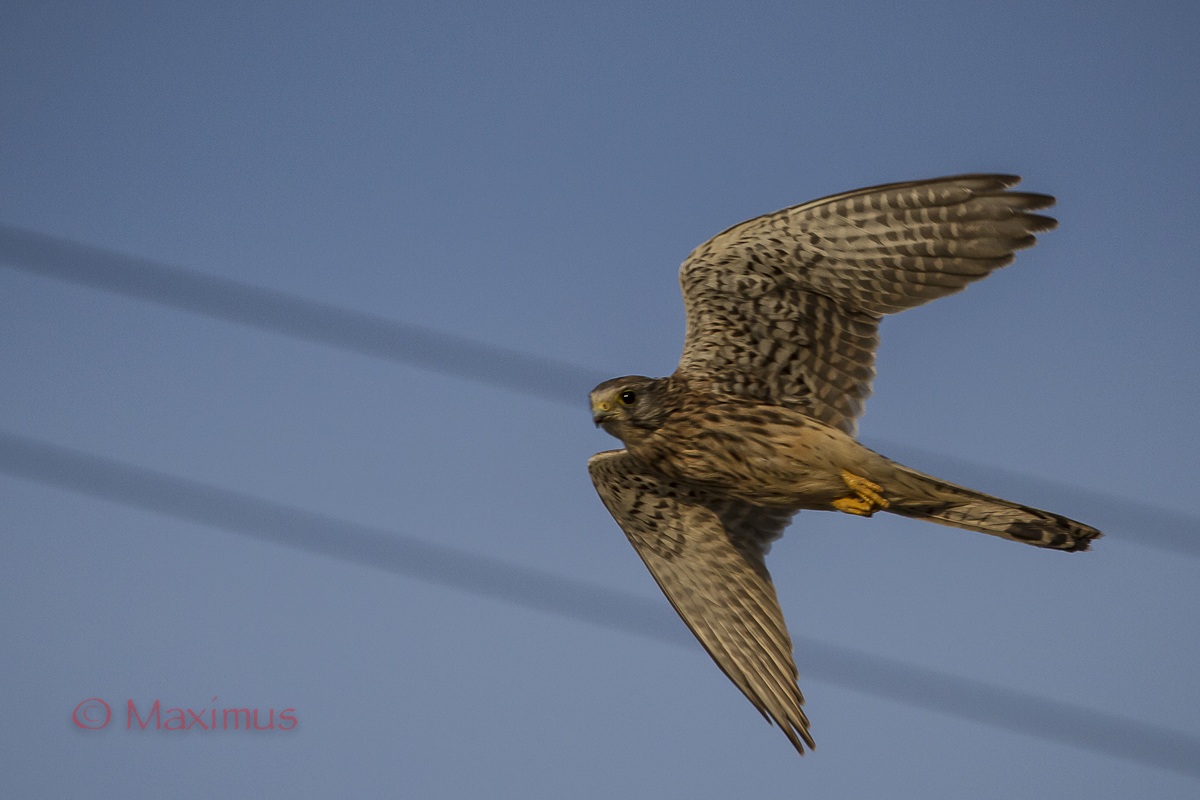 .. la cabrata del Gheppio..