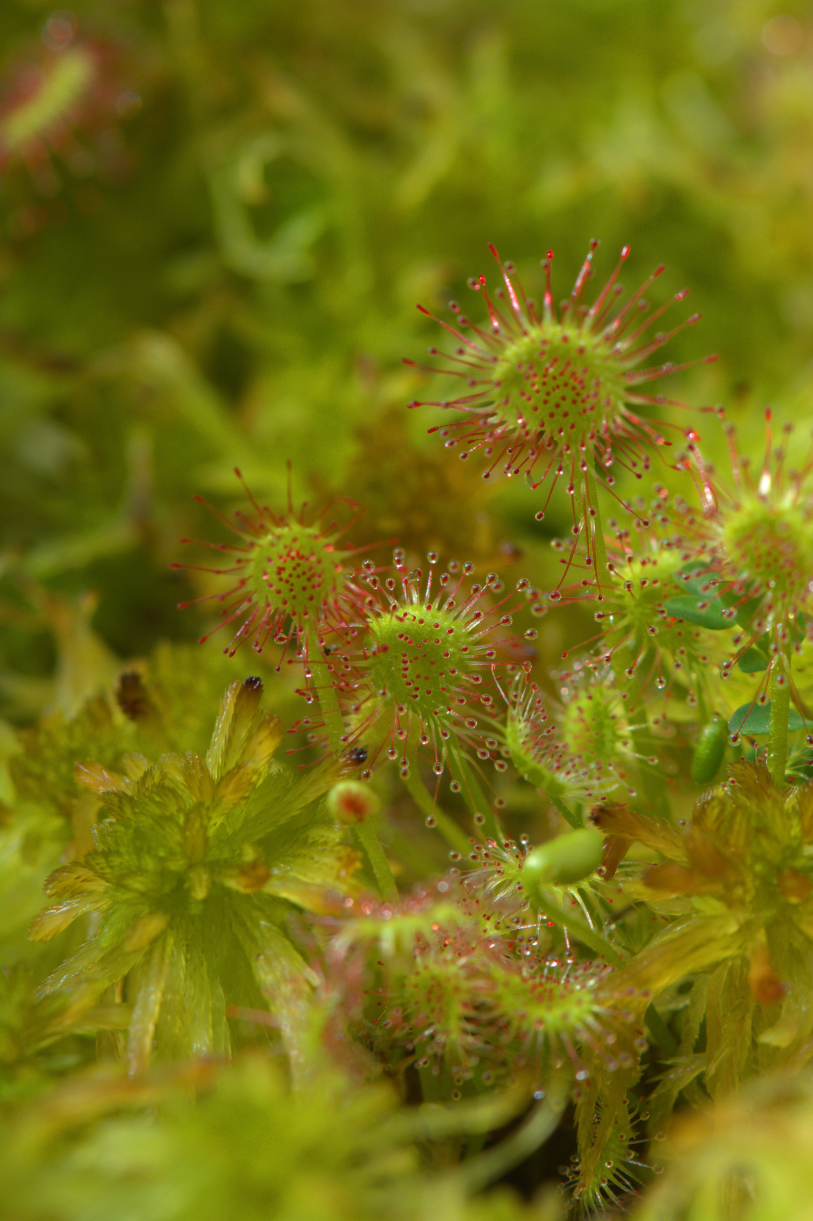 Drosera rotundifolia