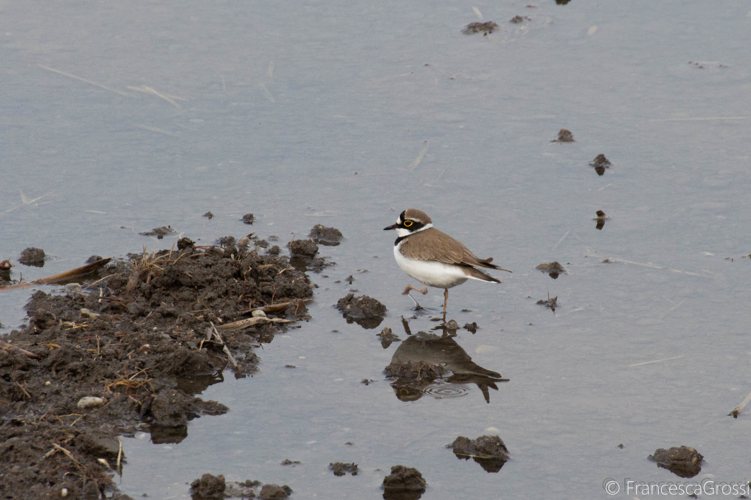 Corriere piccolo (Charadrius dubius)