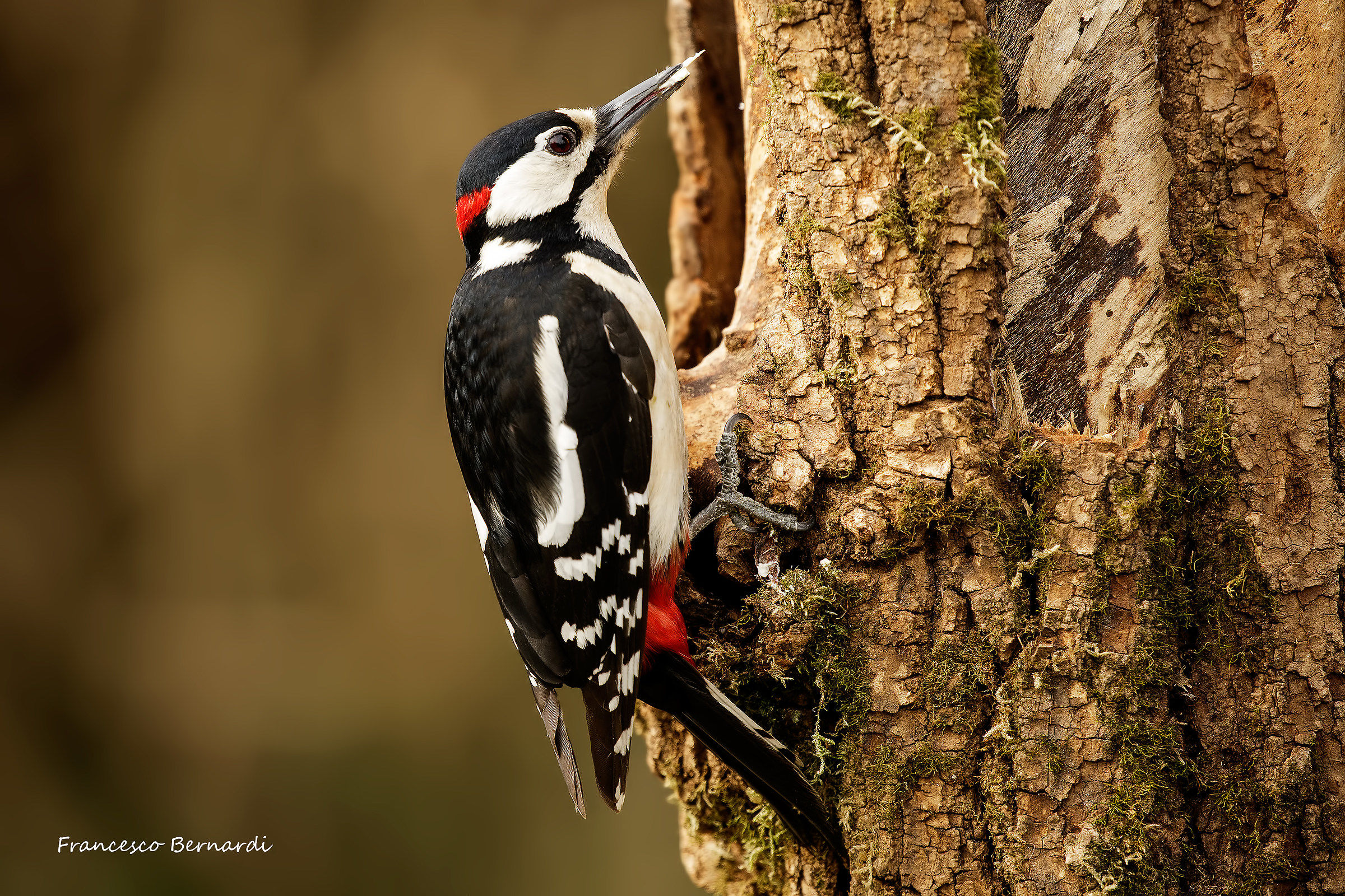 Great Spotted Woodpecker "Dendrocopos major"