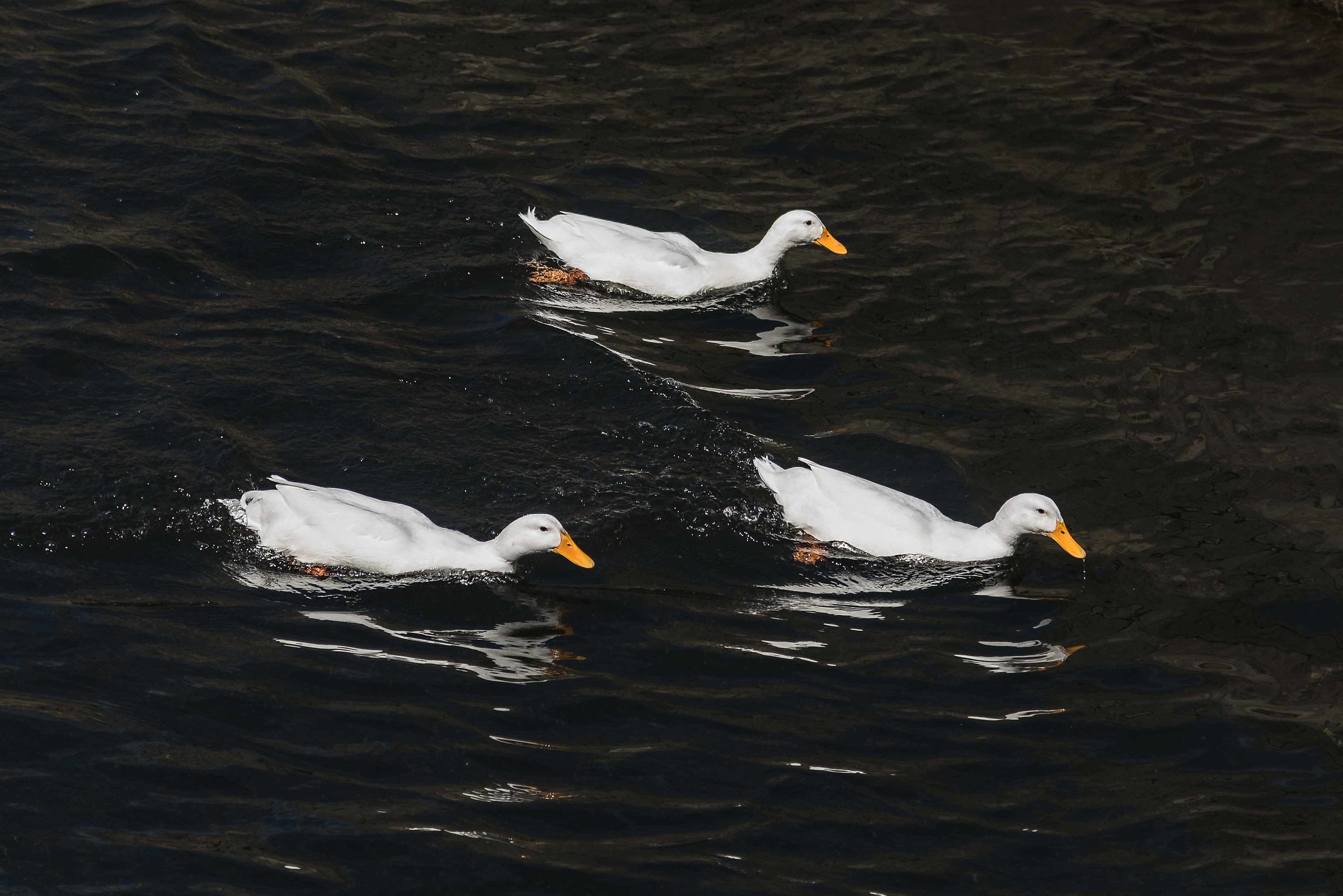 Who comes last pay to drink at all