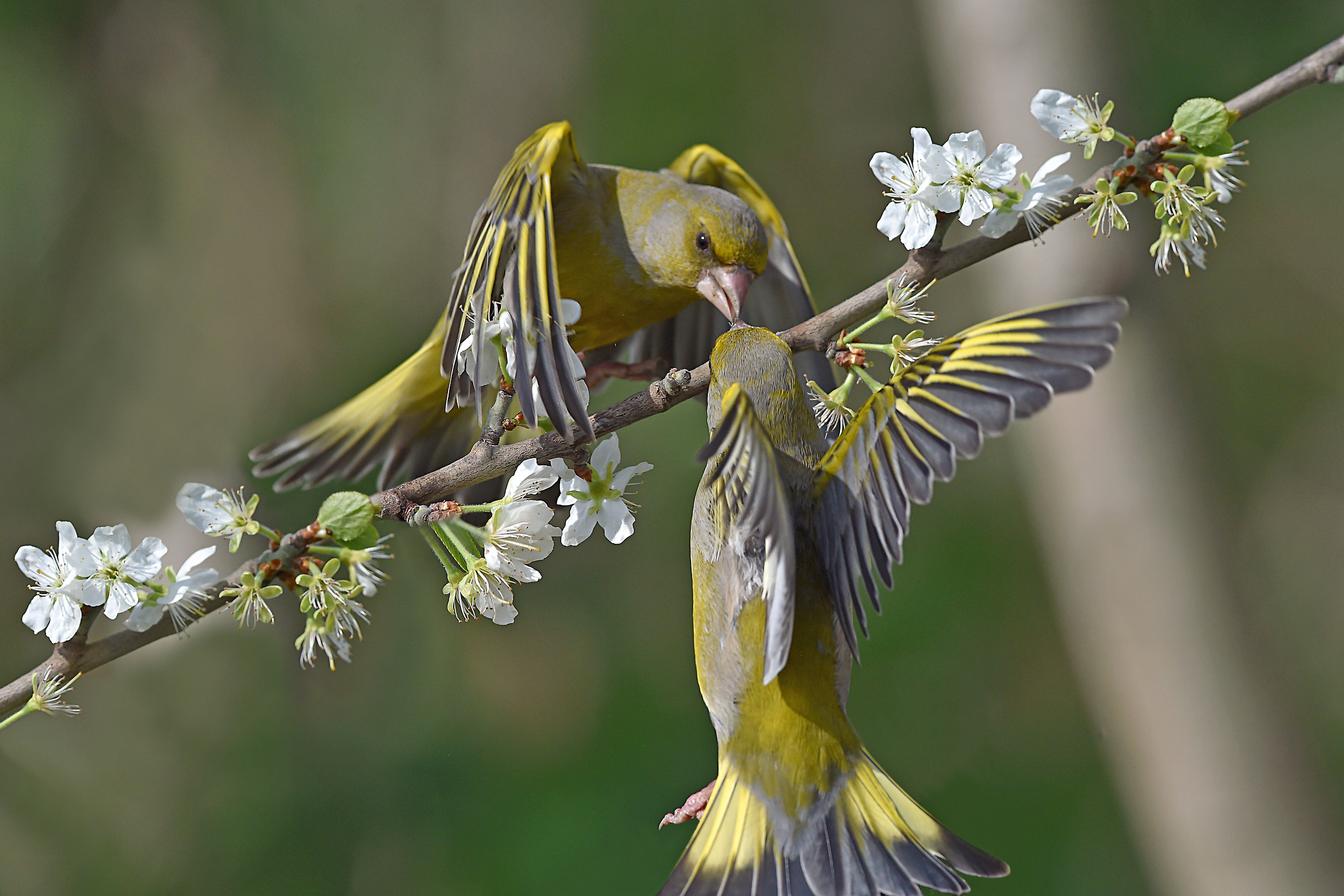 Stories of feathers 4