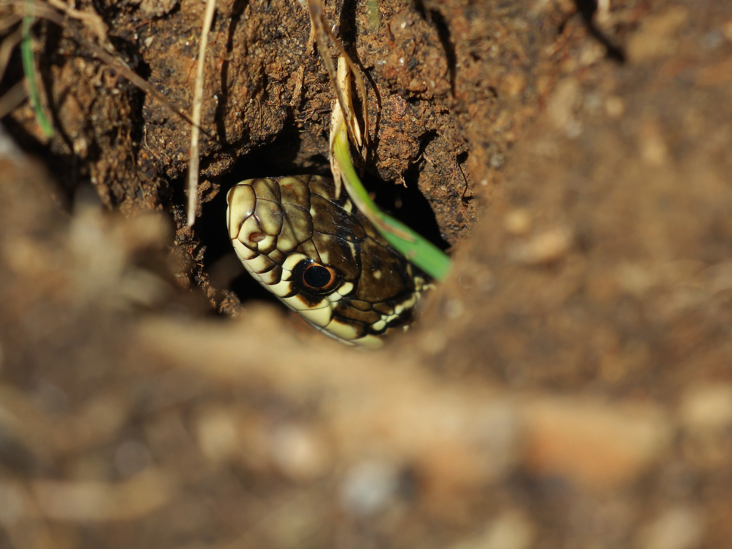 La terra..da sempre buoni frutti