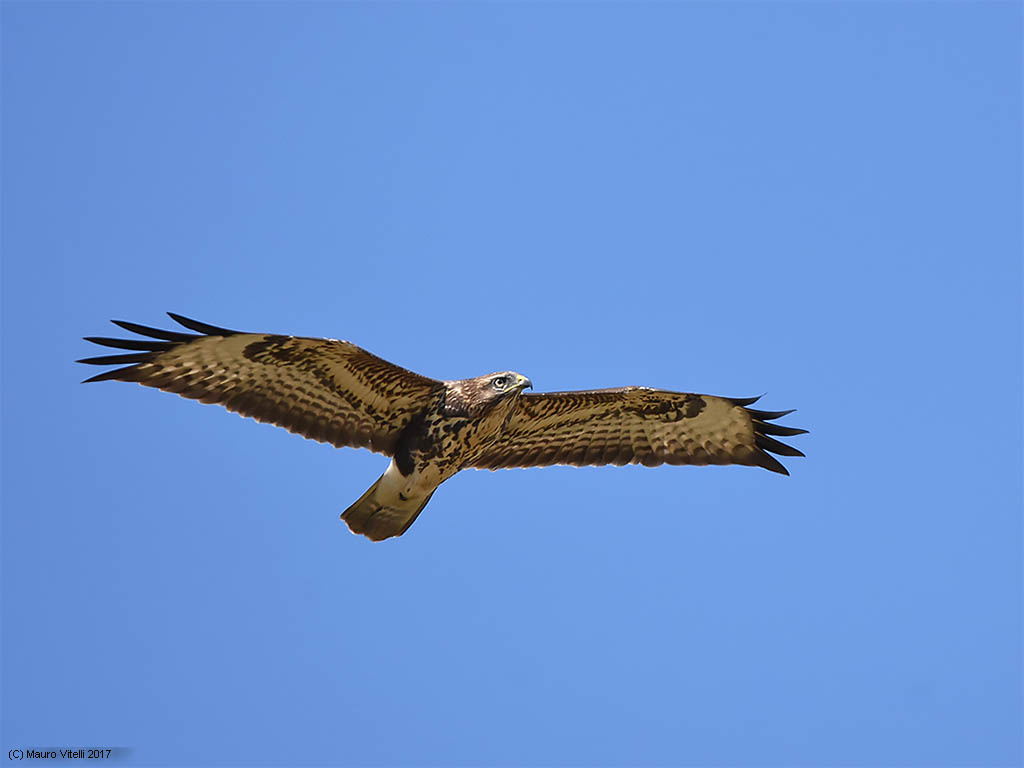 Buzzard