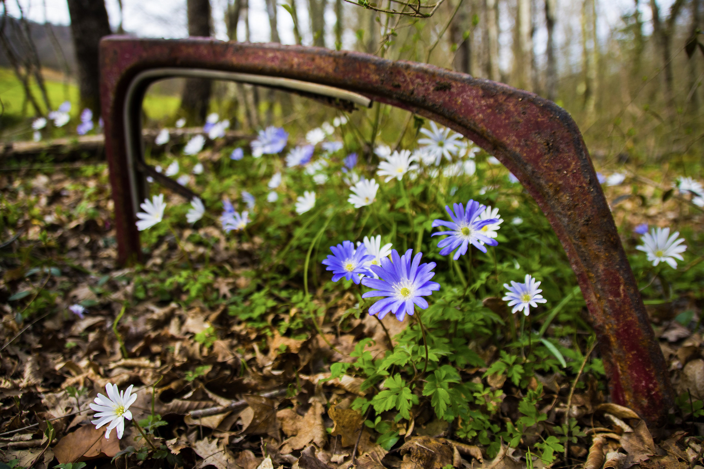 Spring at the window ... or rather, the window