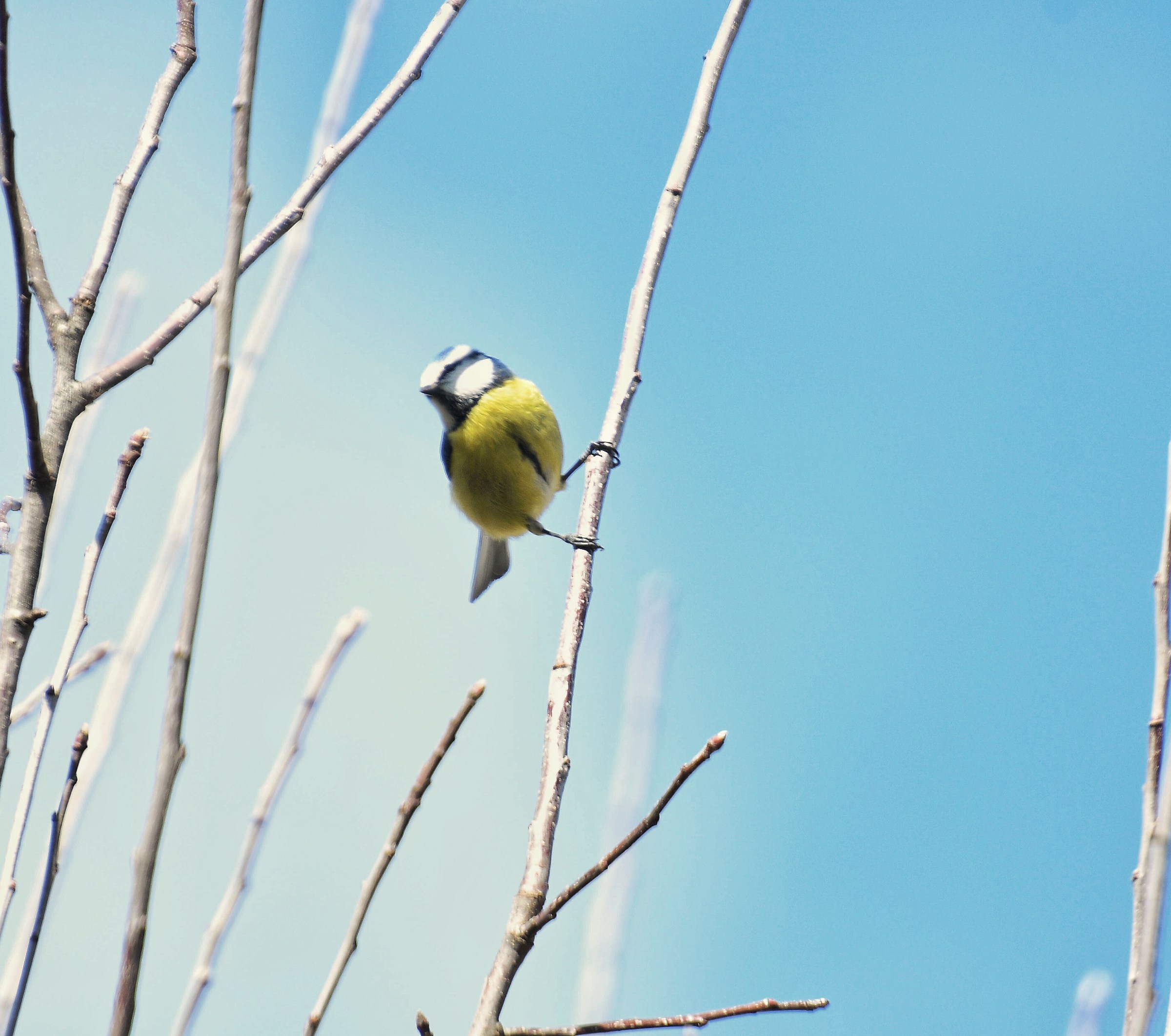 Ready ??? Viiiaaaaa !!!!