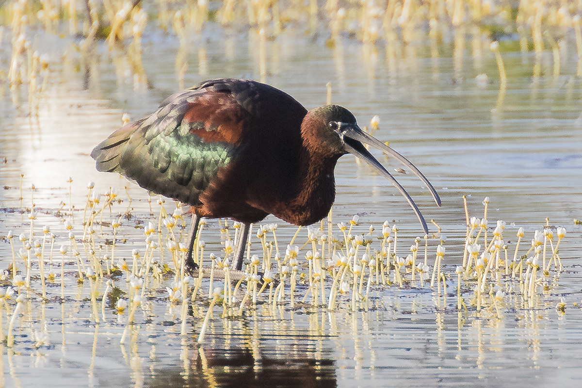 Glossy Ibis