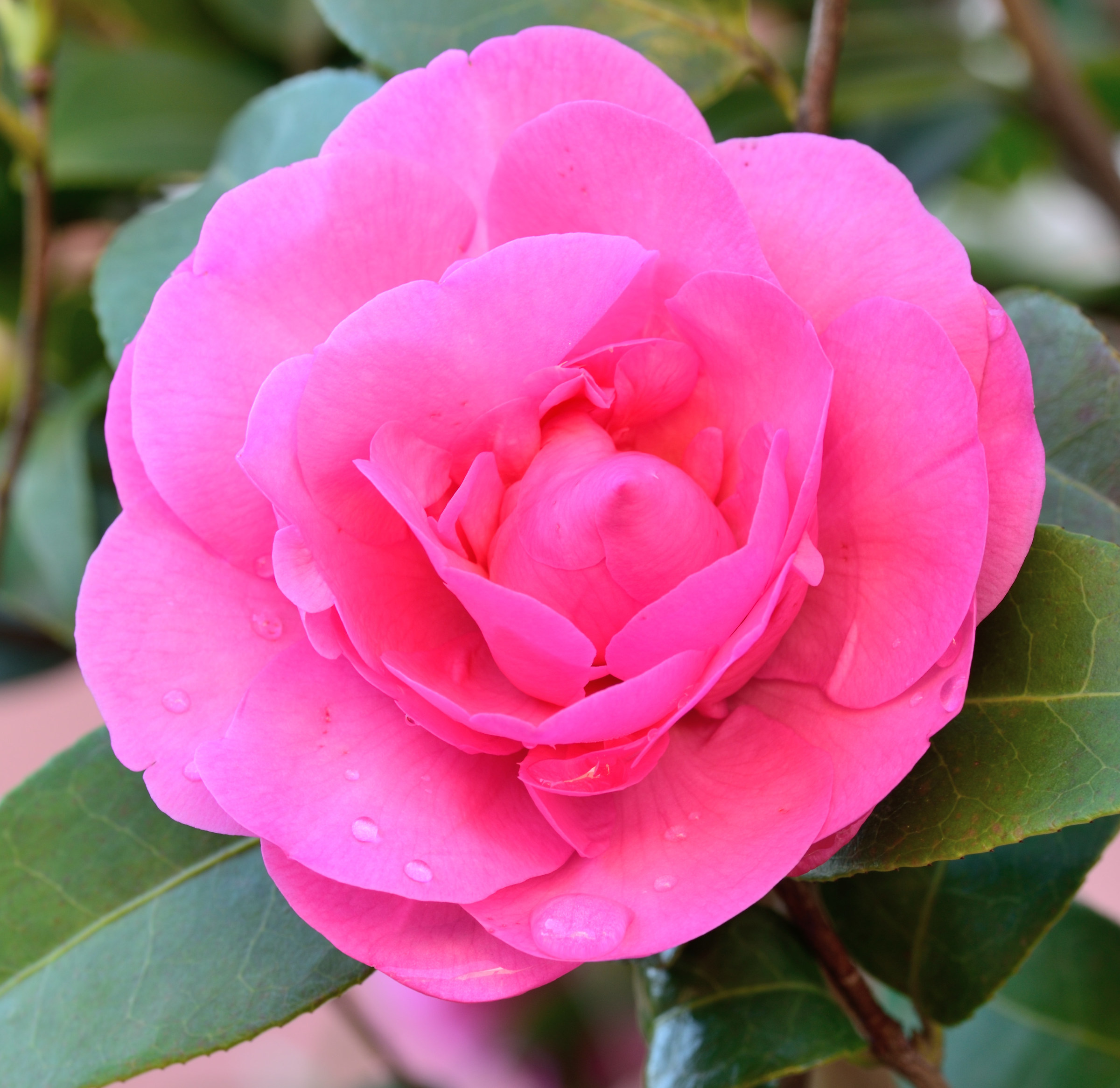 camellia