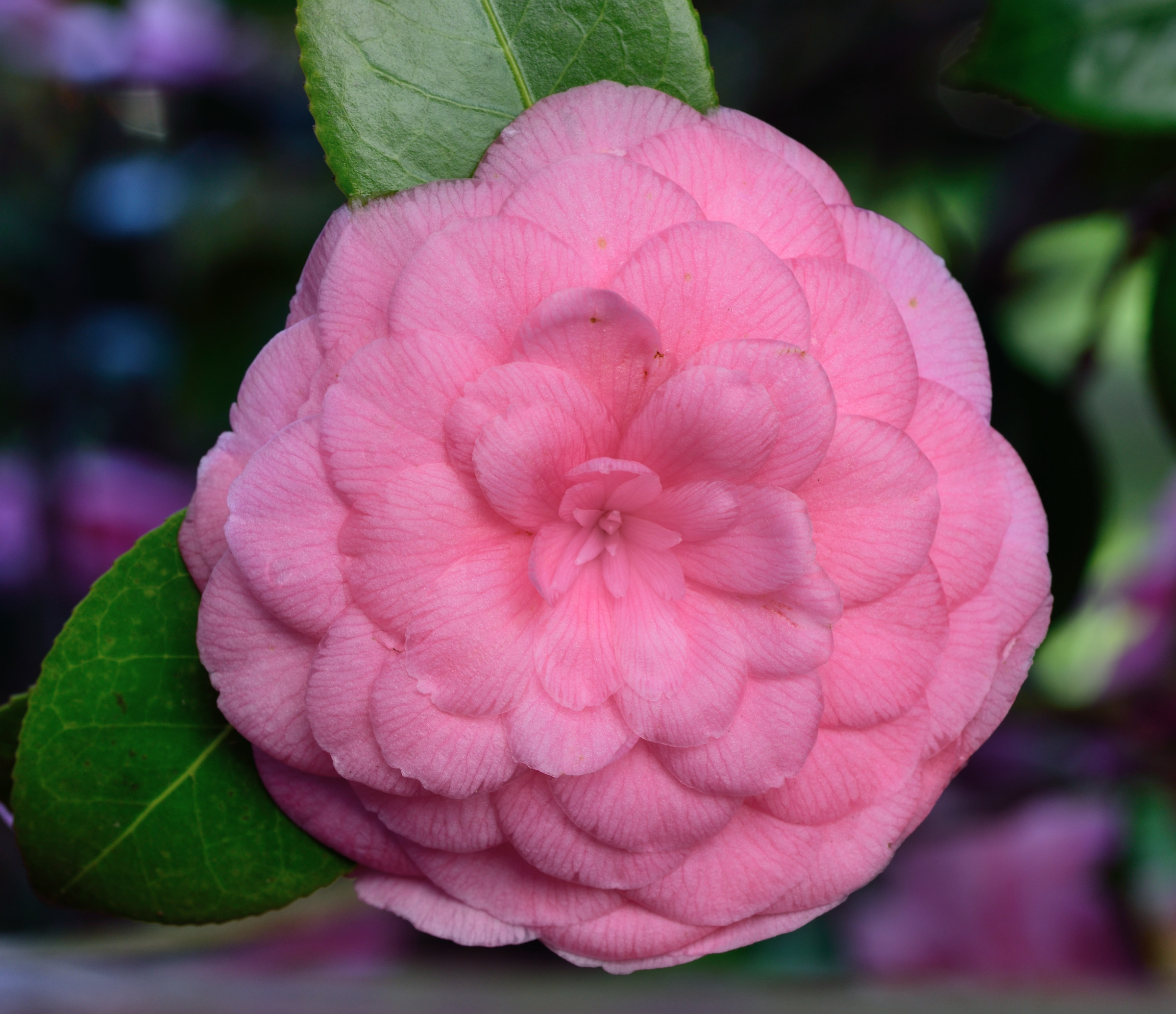 camellia