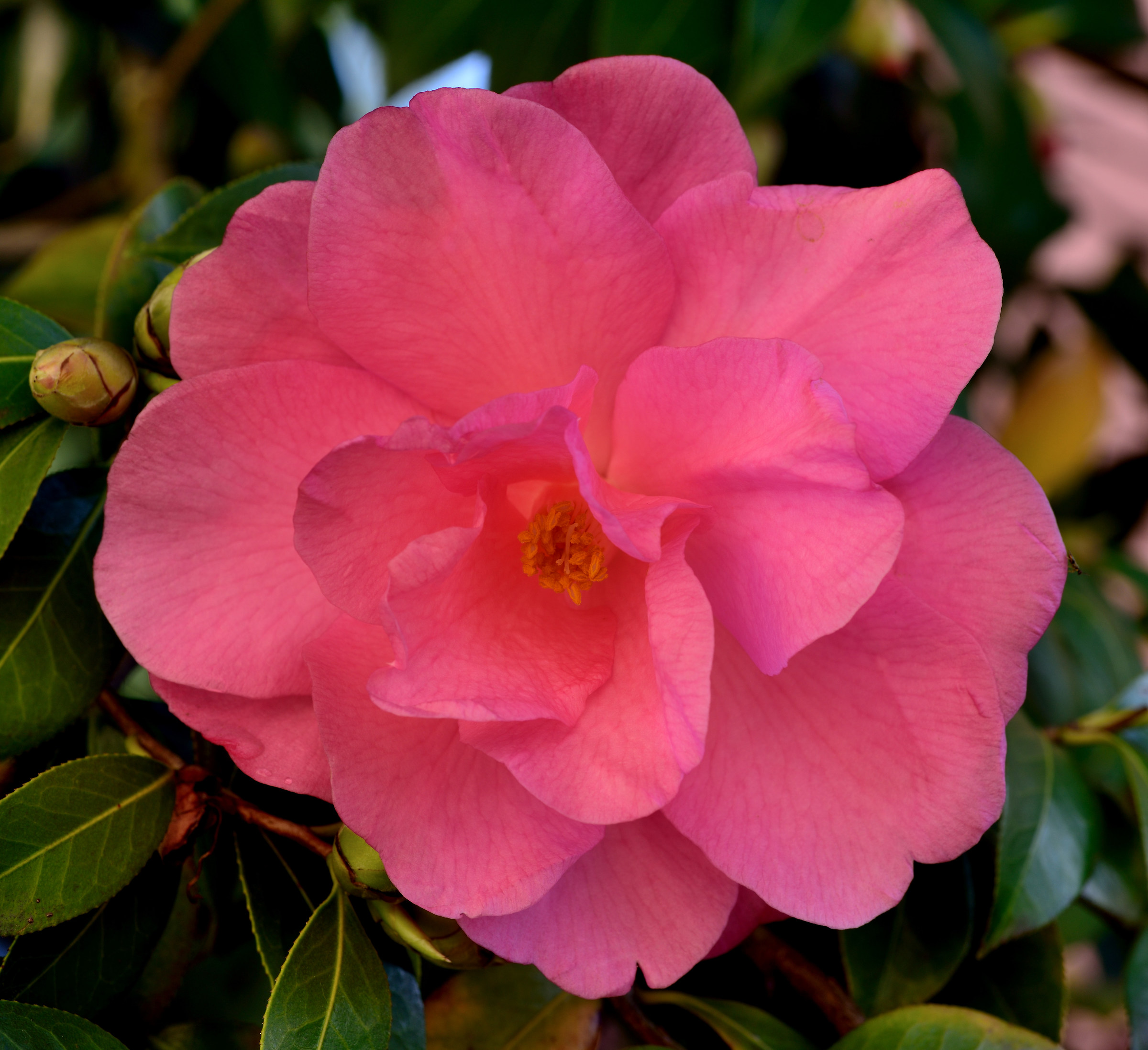 camellia