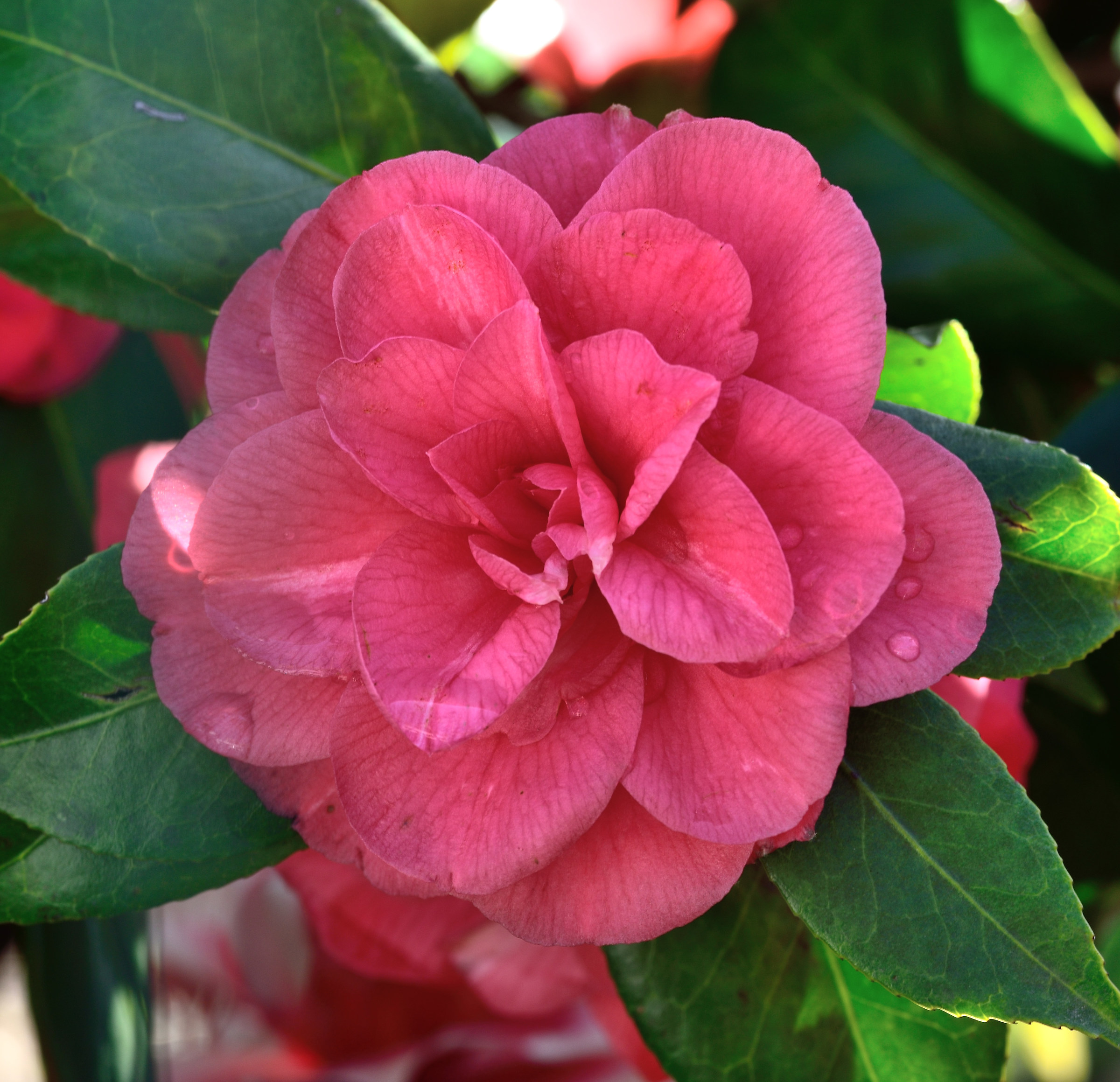 camellia