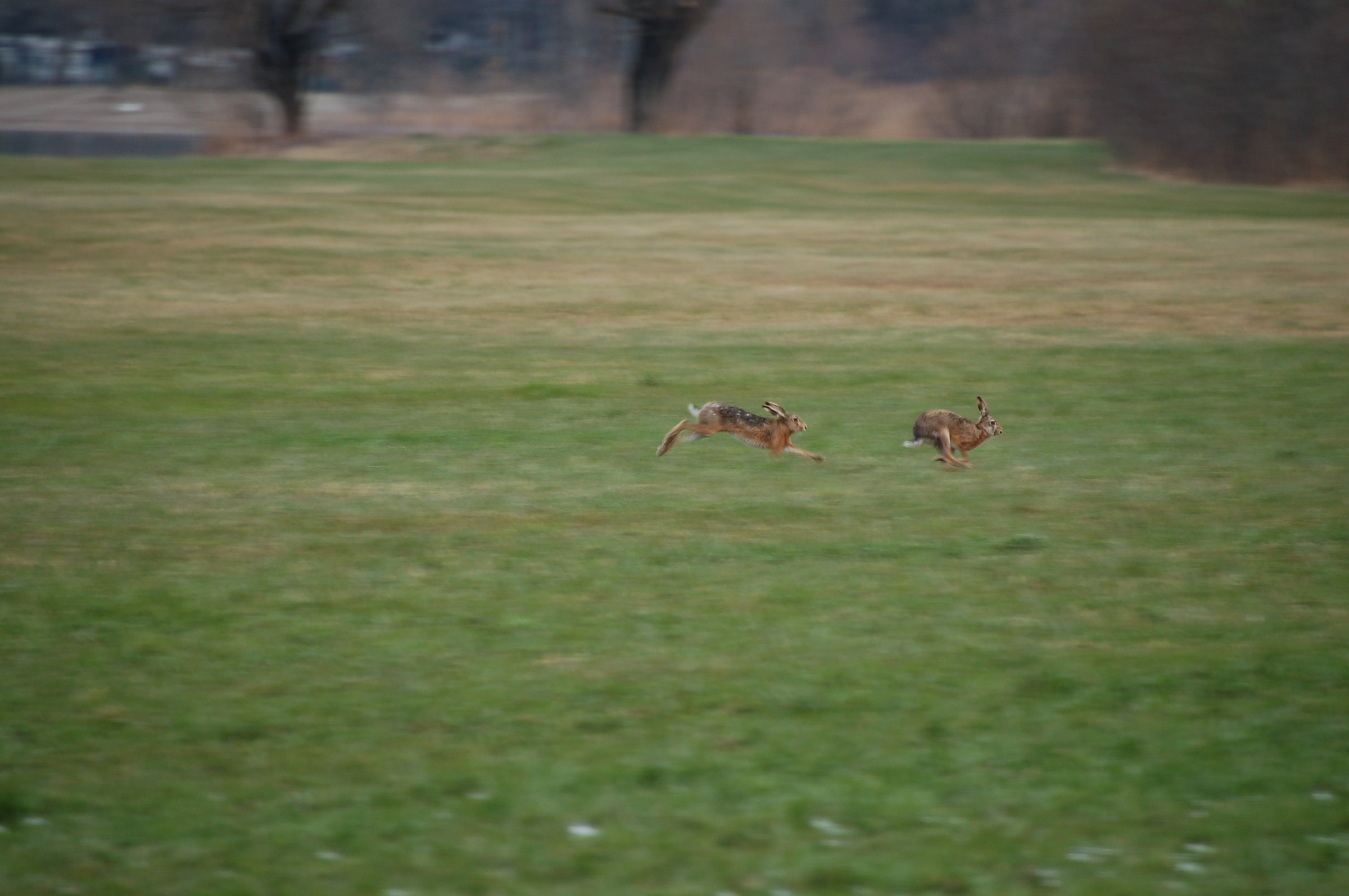 Lepre comune (Lepus europaeus) - marzo