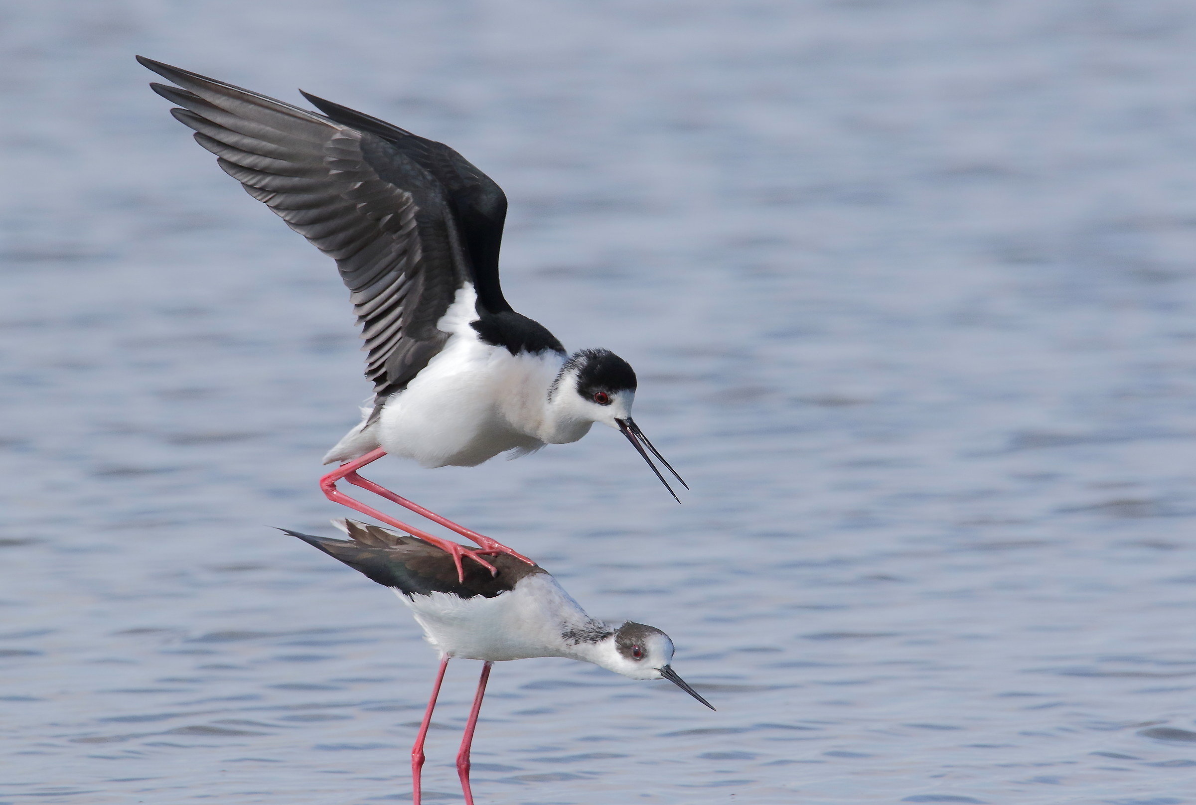 accoppiamento,cavalieri d'italia