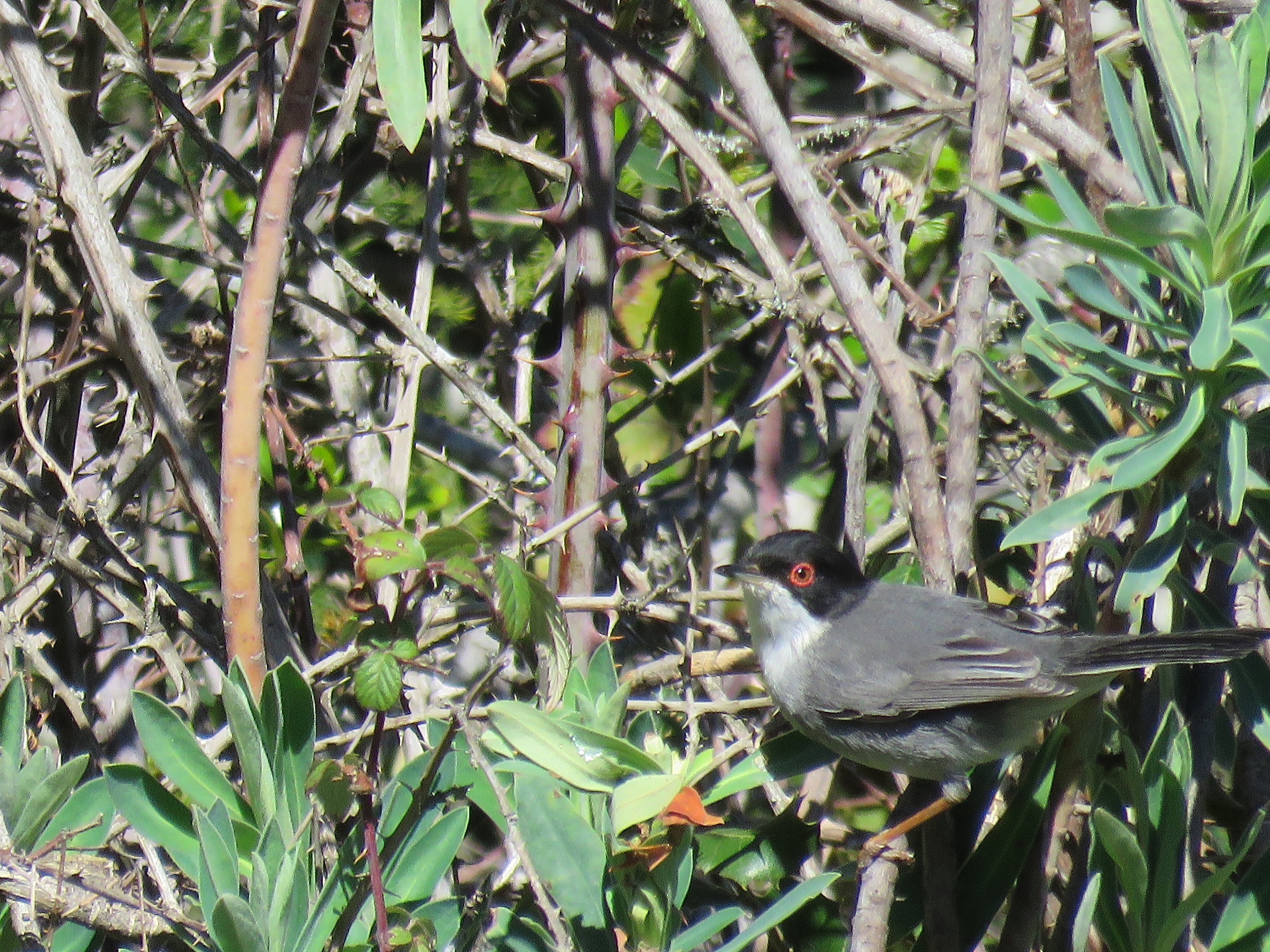 in the bushes in the spring ...