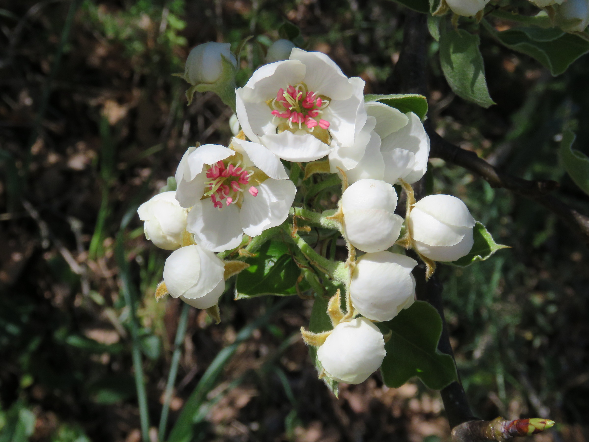 flowers of wild pear