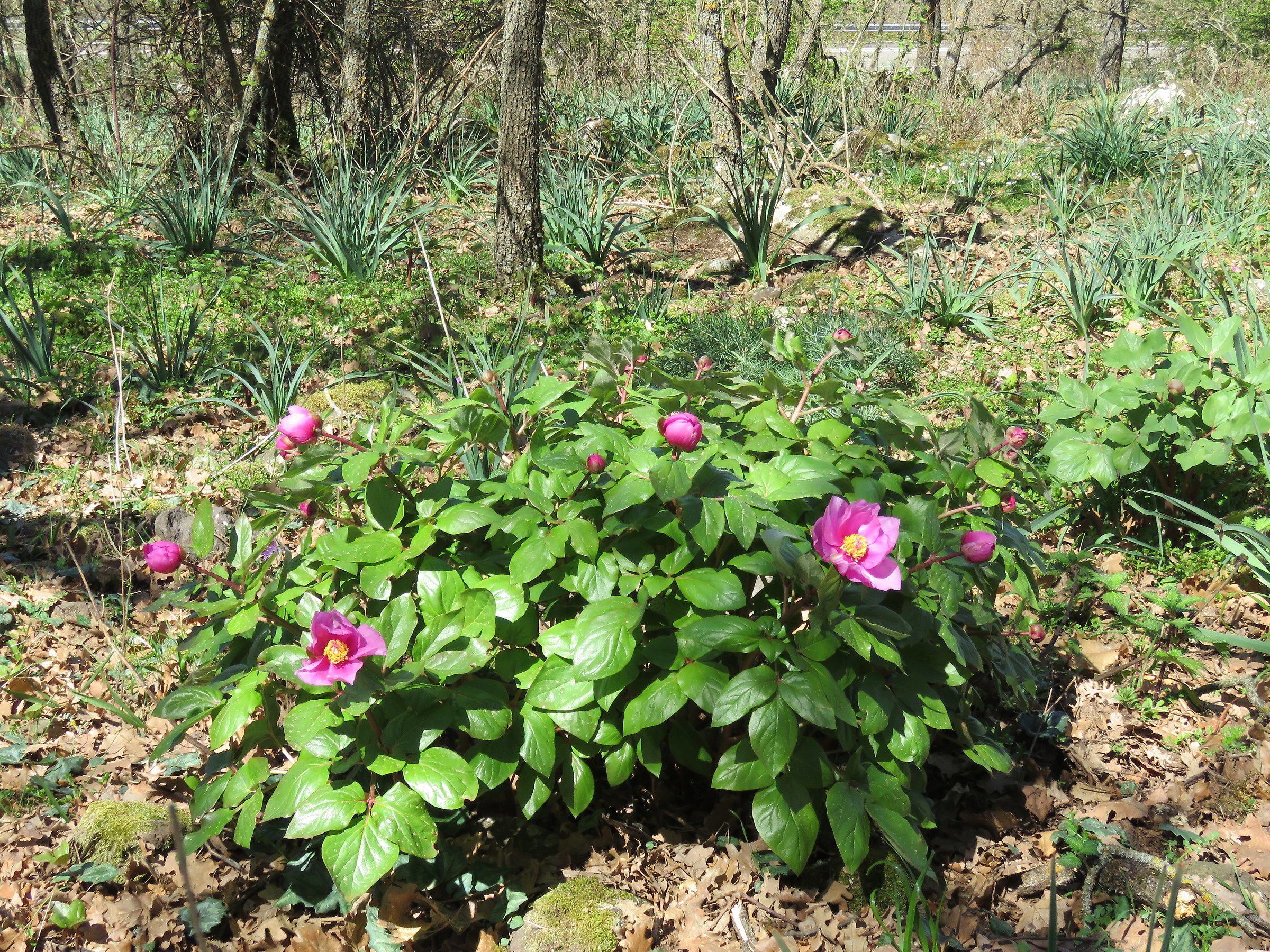 peonies in the undergrowth of oak