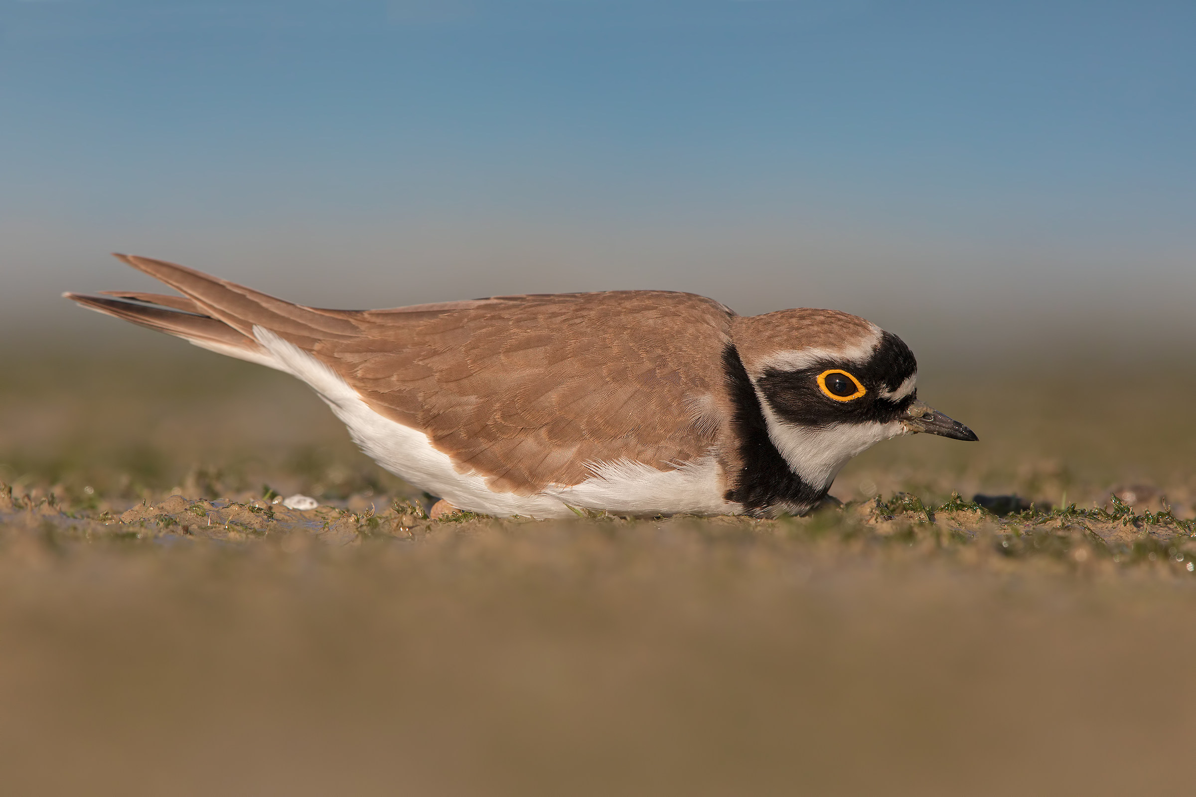 little Ringed Plover