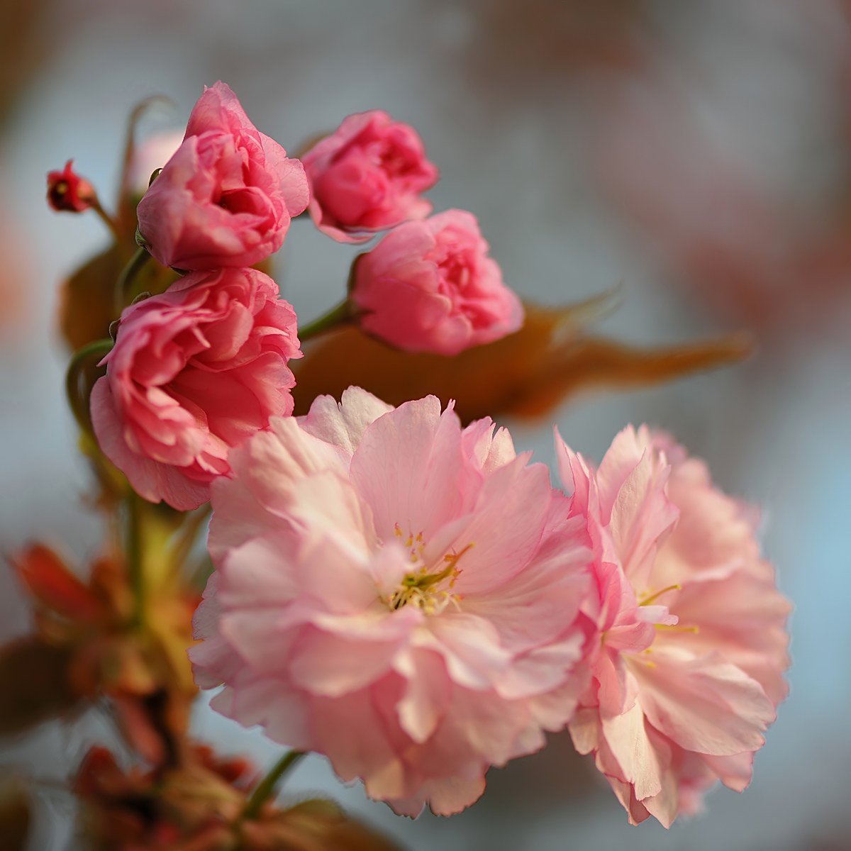 Japanese cherry blossom