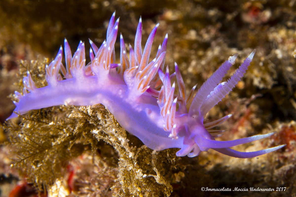 Flabellina affinis
