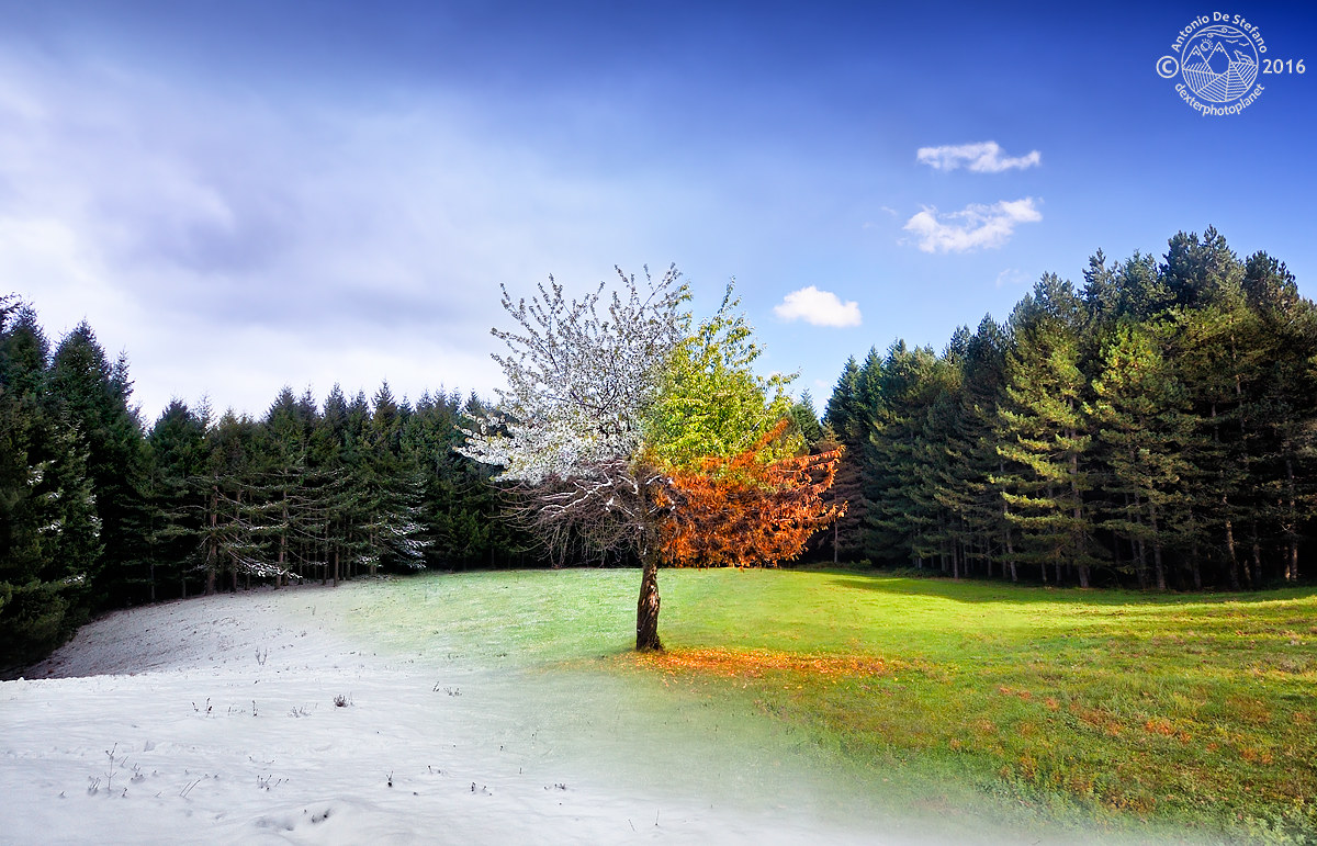 Four seasons: un anno di luce