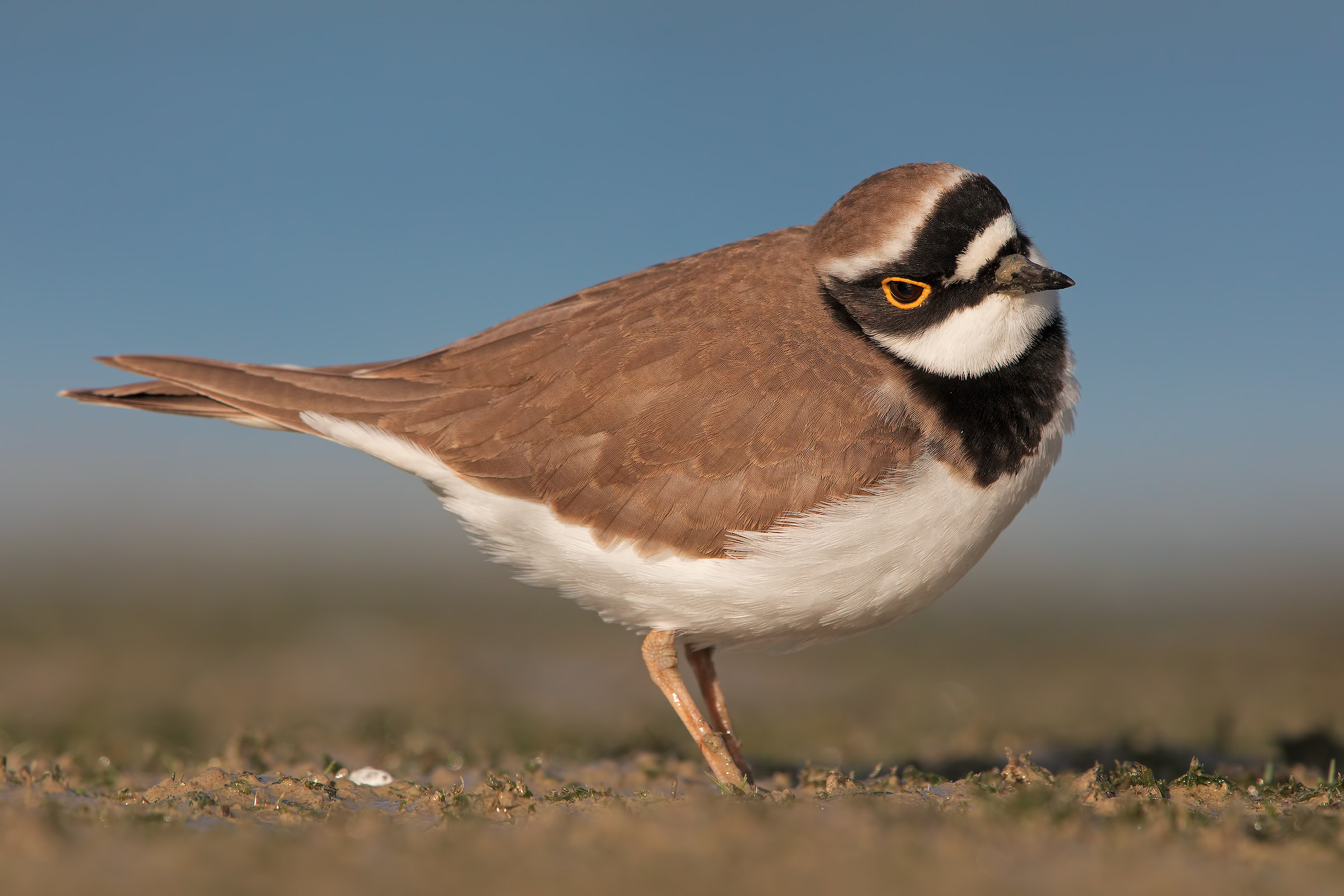 little Ringed Plover