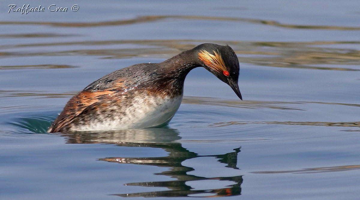 Svasso Piccolo:Il Tuffo