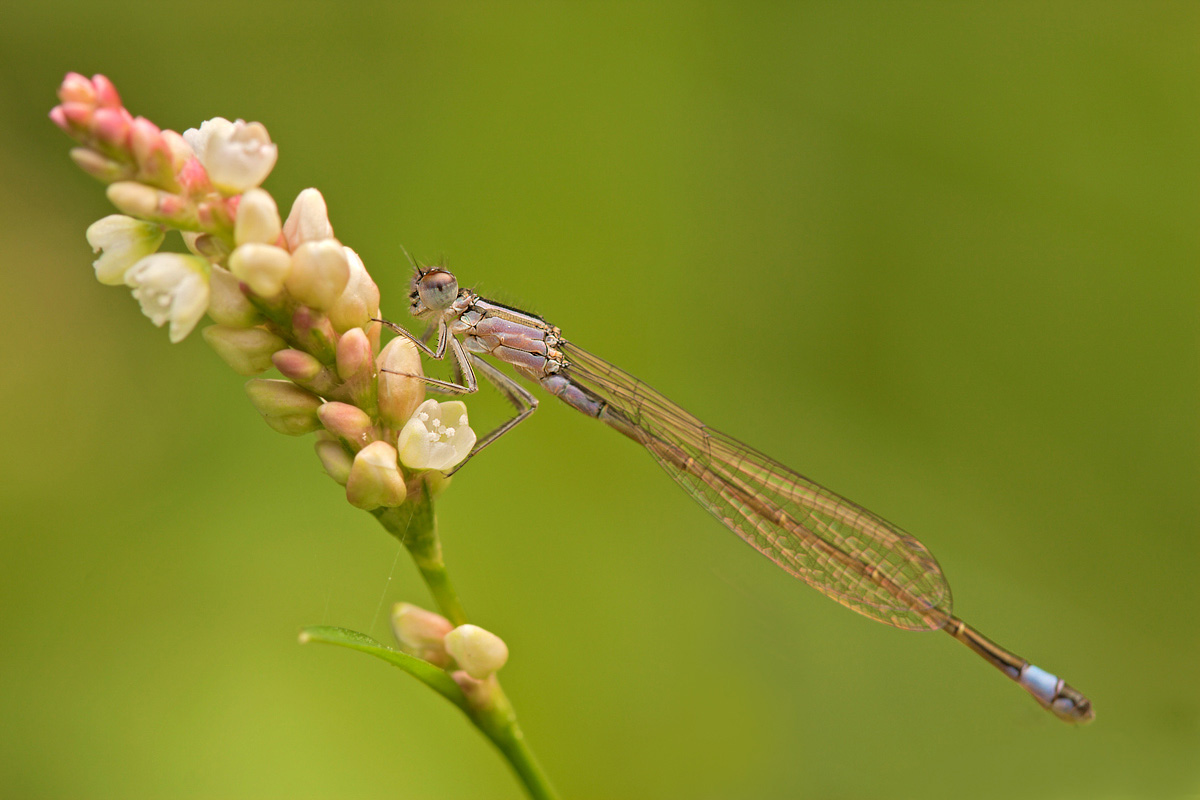 Ischnura elegans female