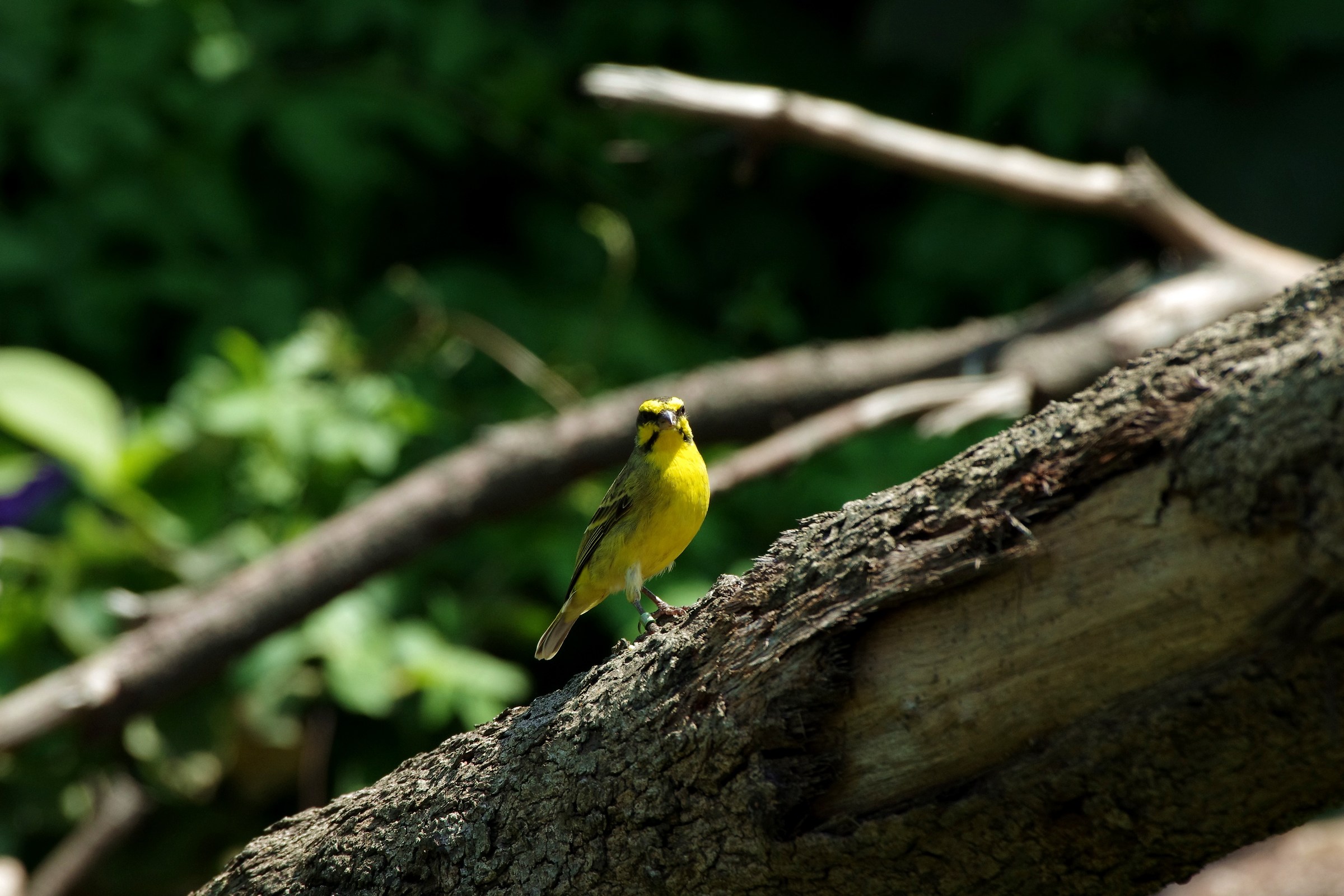 Yellow-fronted Canary