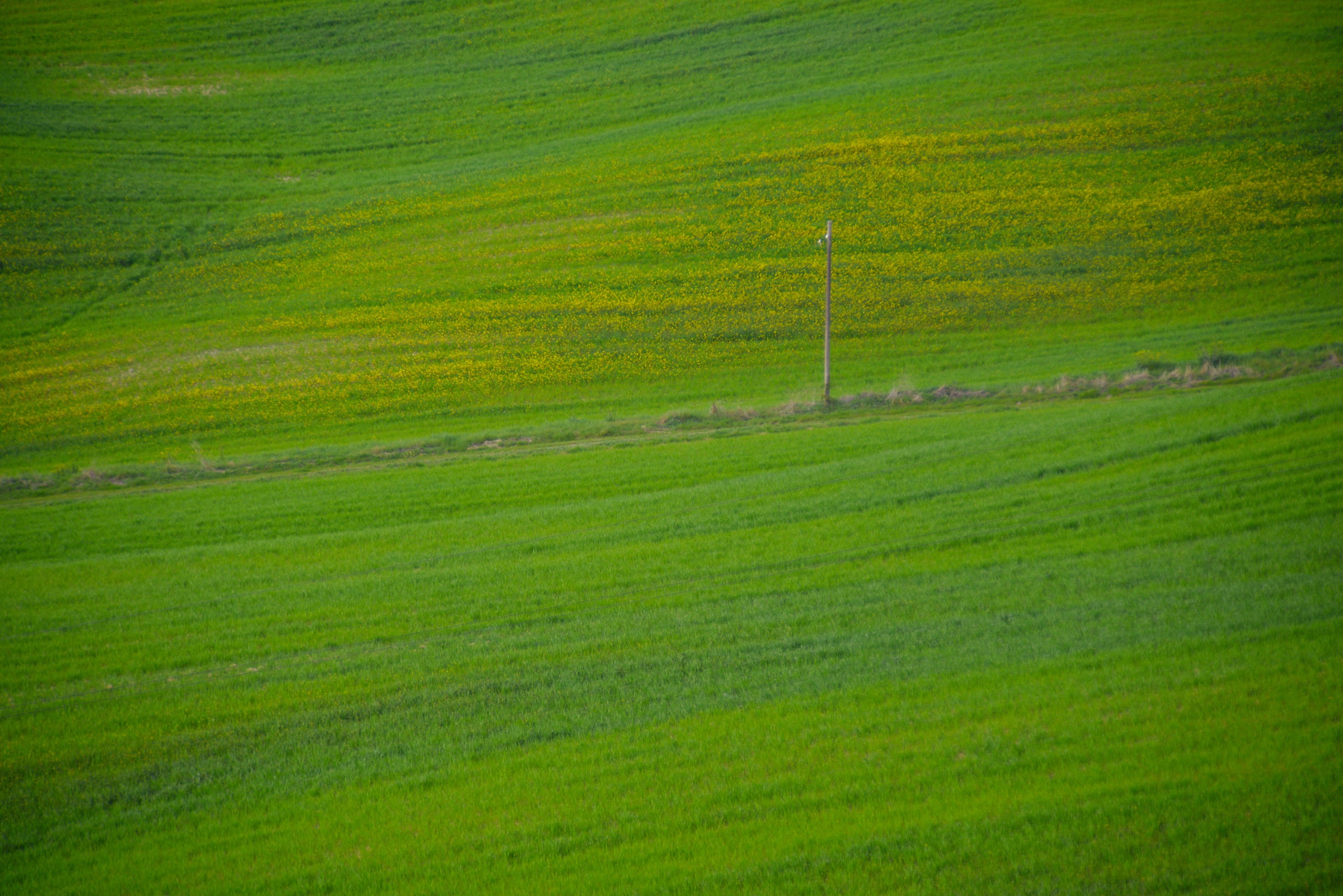 il verde delle colline senesi