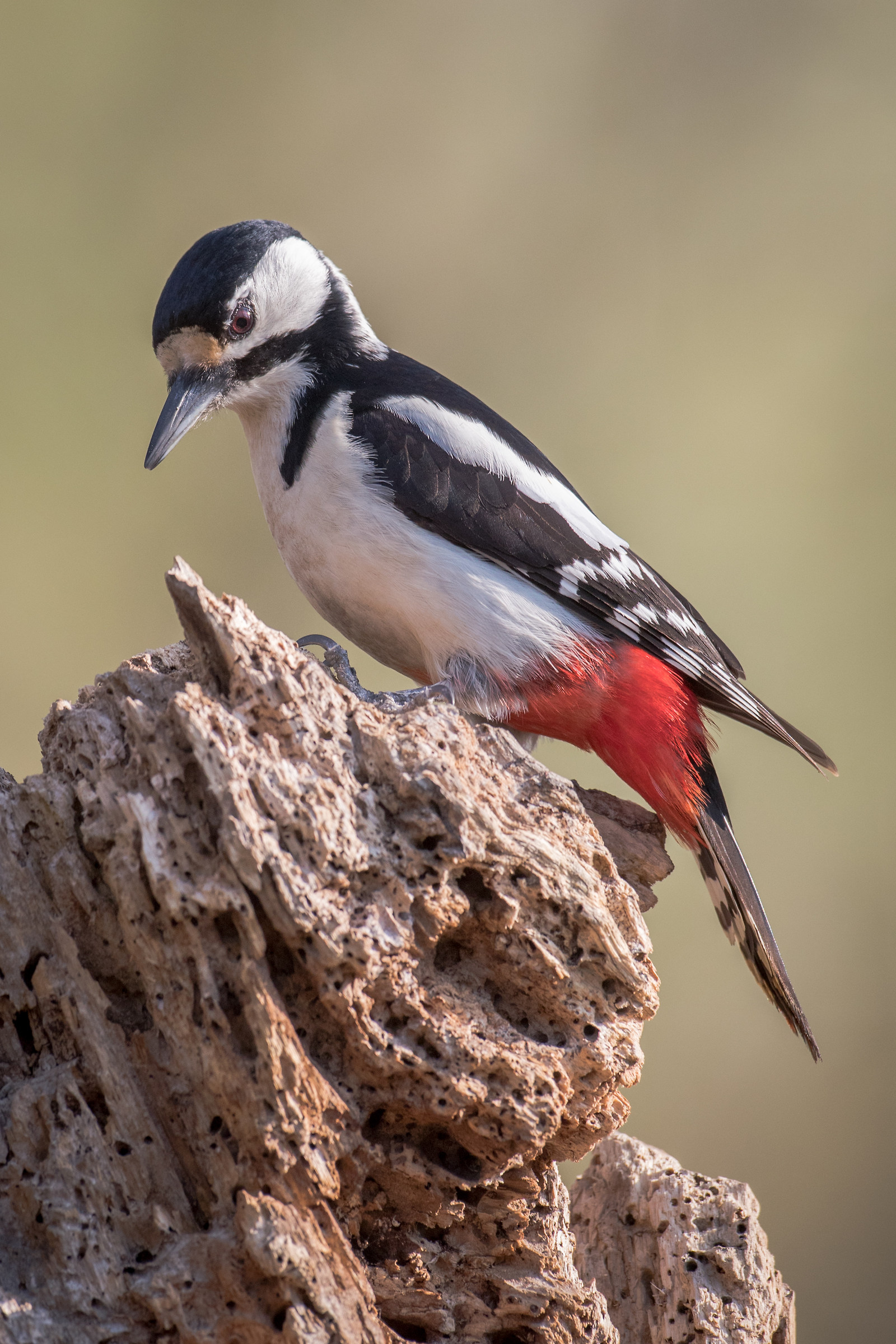 Great Spotted Woodpecker