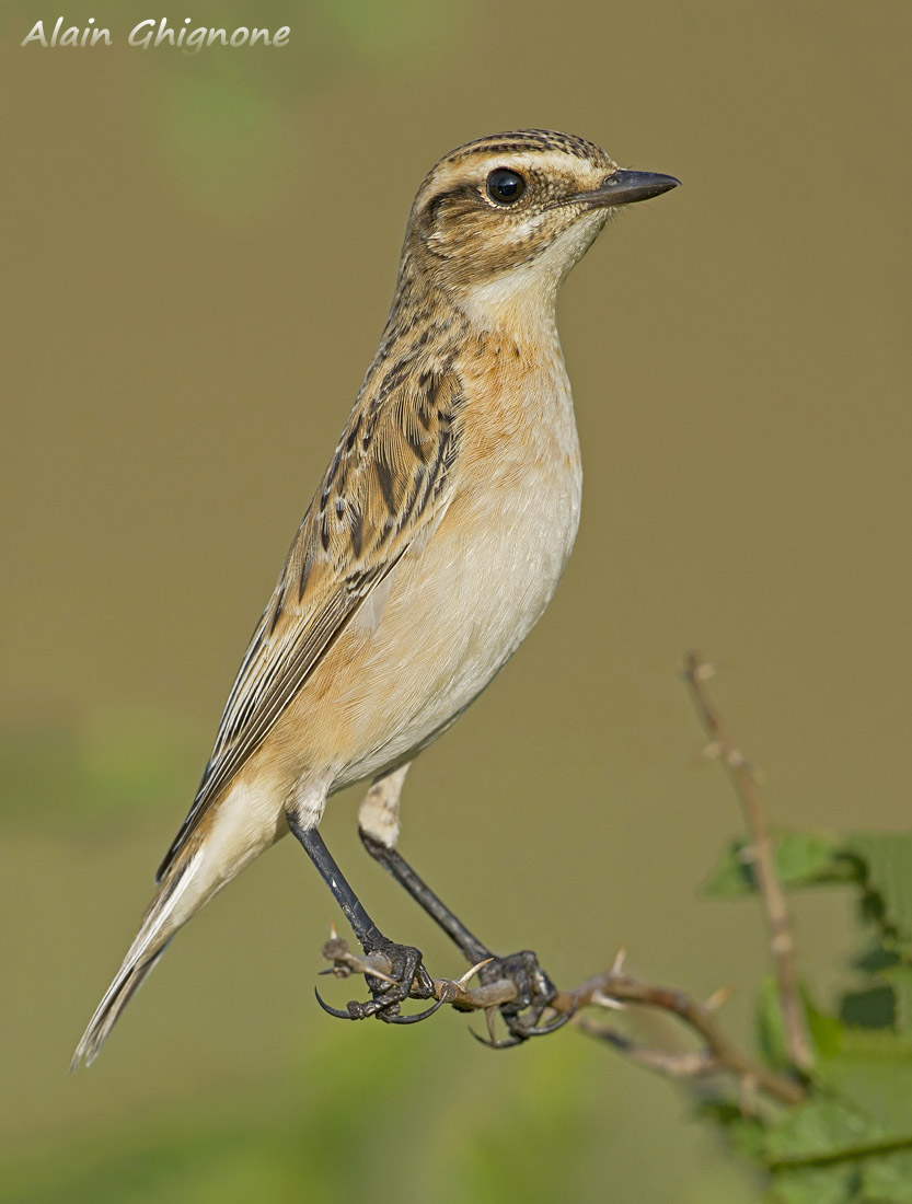stiaccino _ Saxicola rubetra