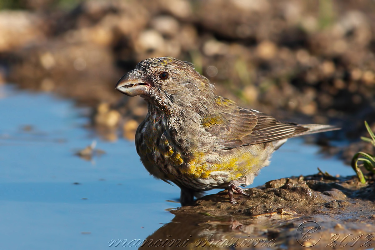Crociere( Loxia curvirostra  )
