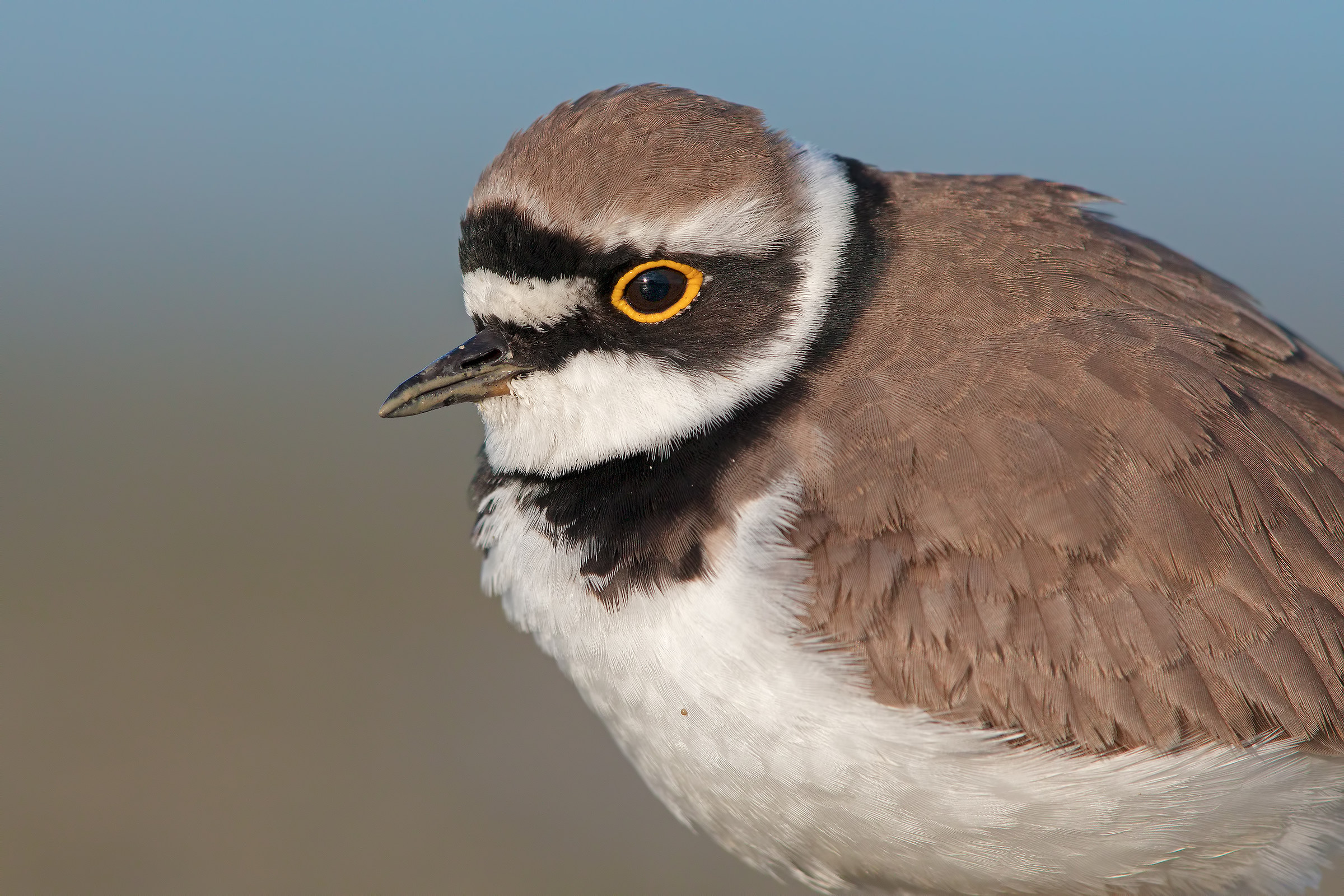 little Ringed Plover