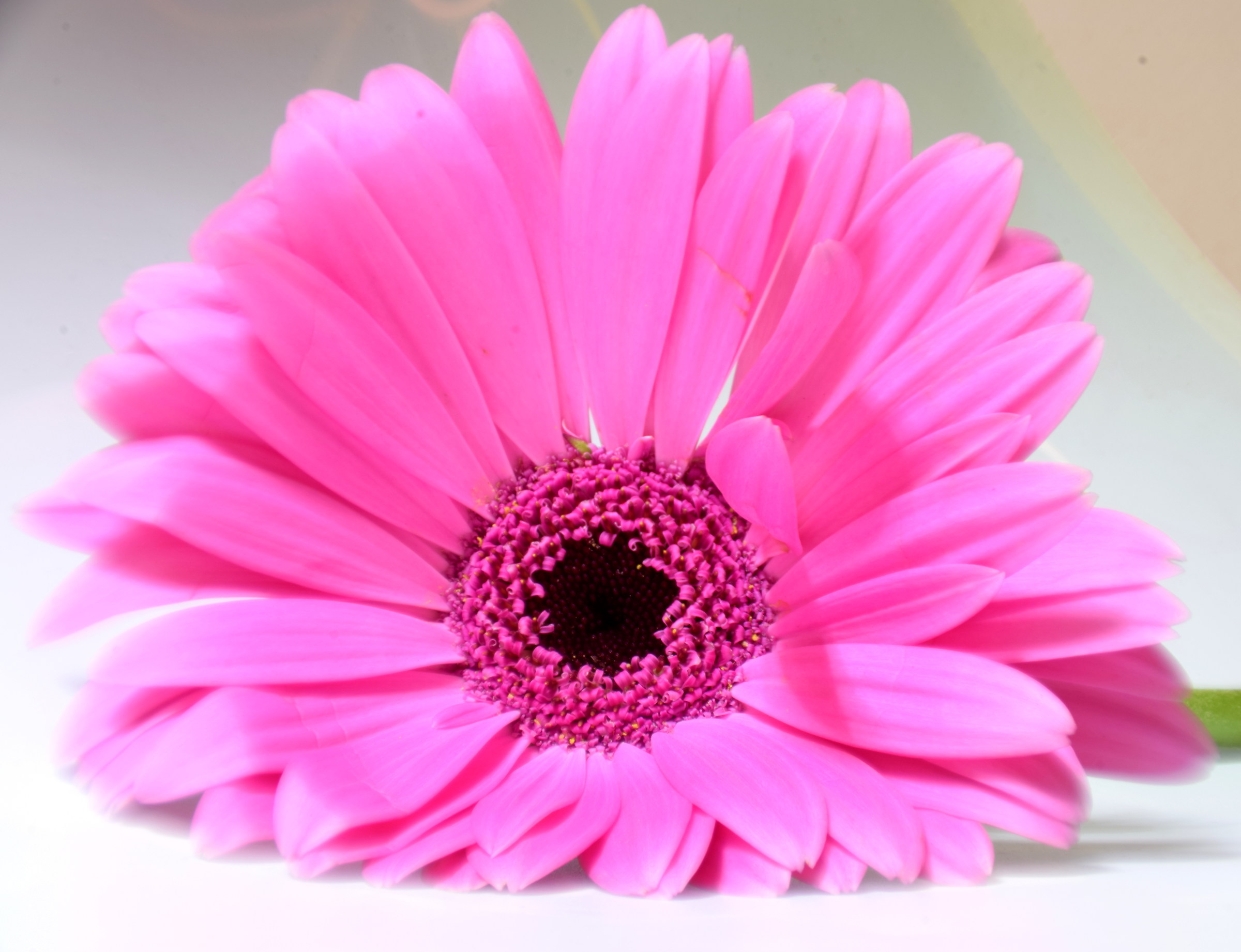 Gerbera