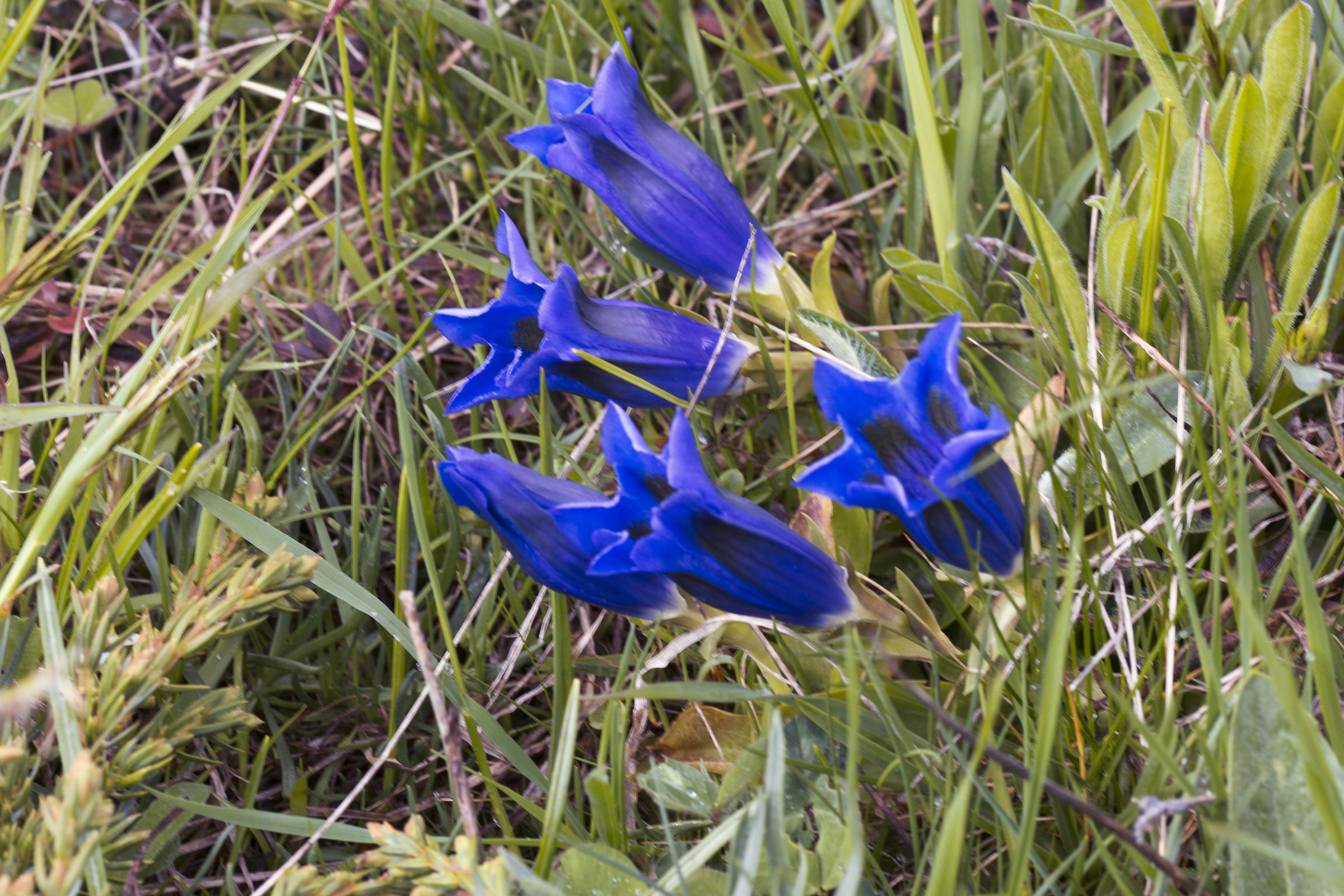 Gentian Acaulis