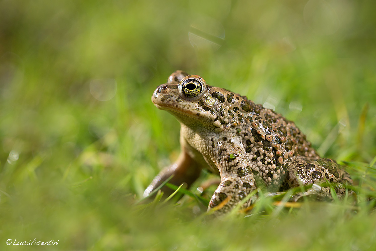Toad