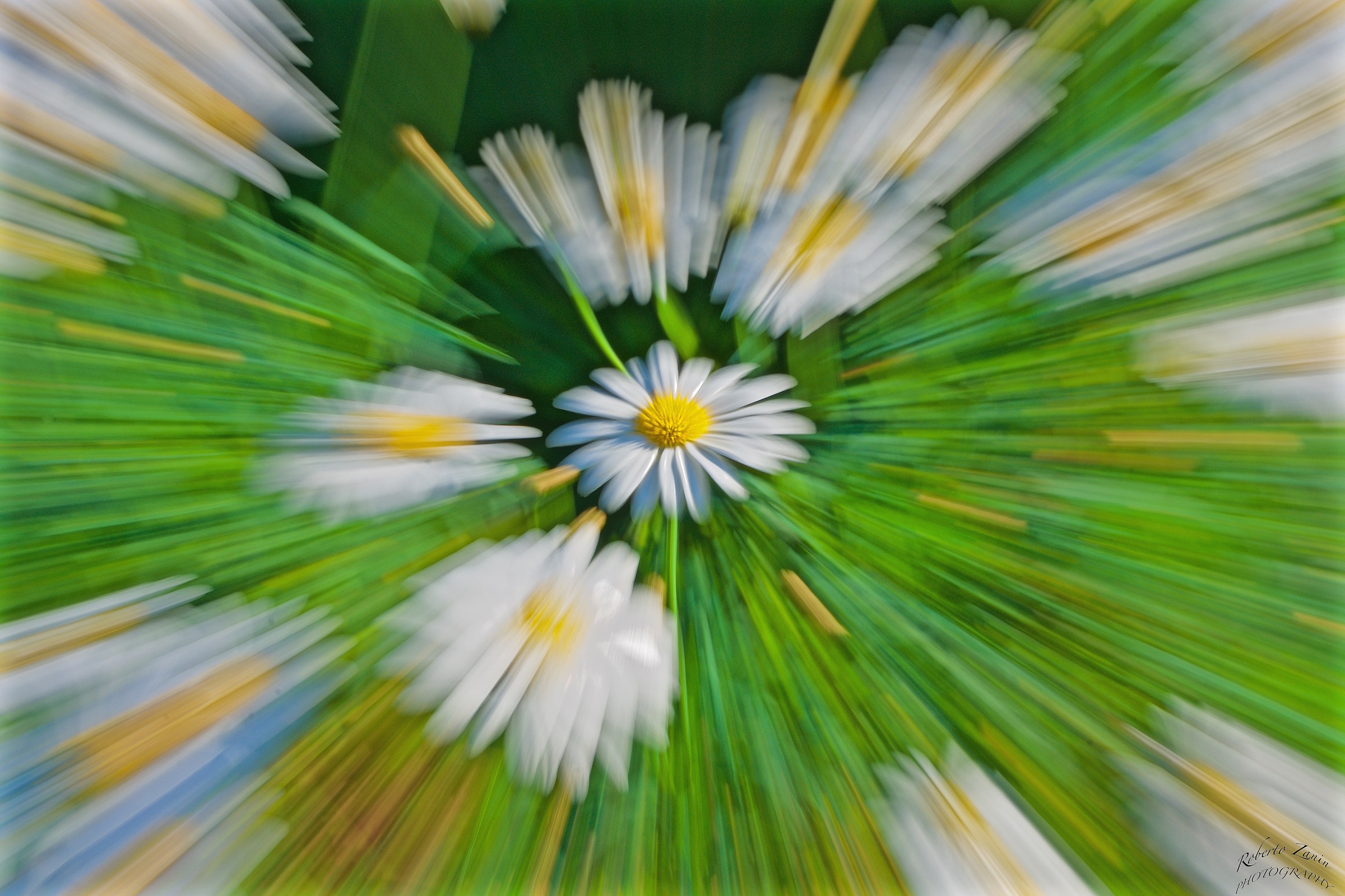 Attraction for Daisy