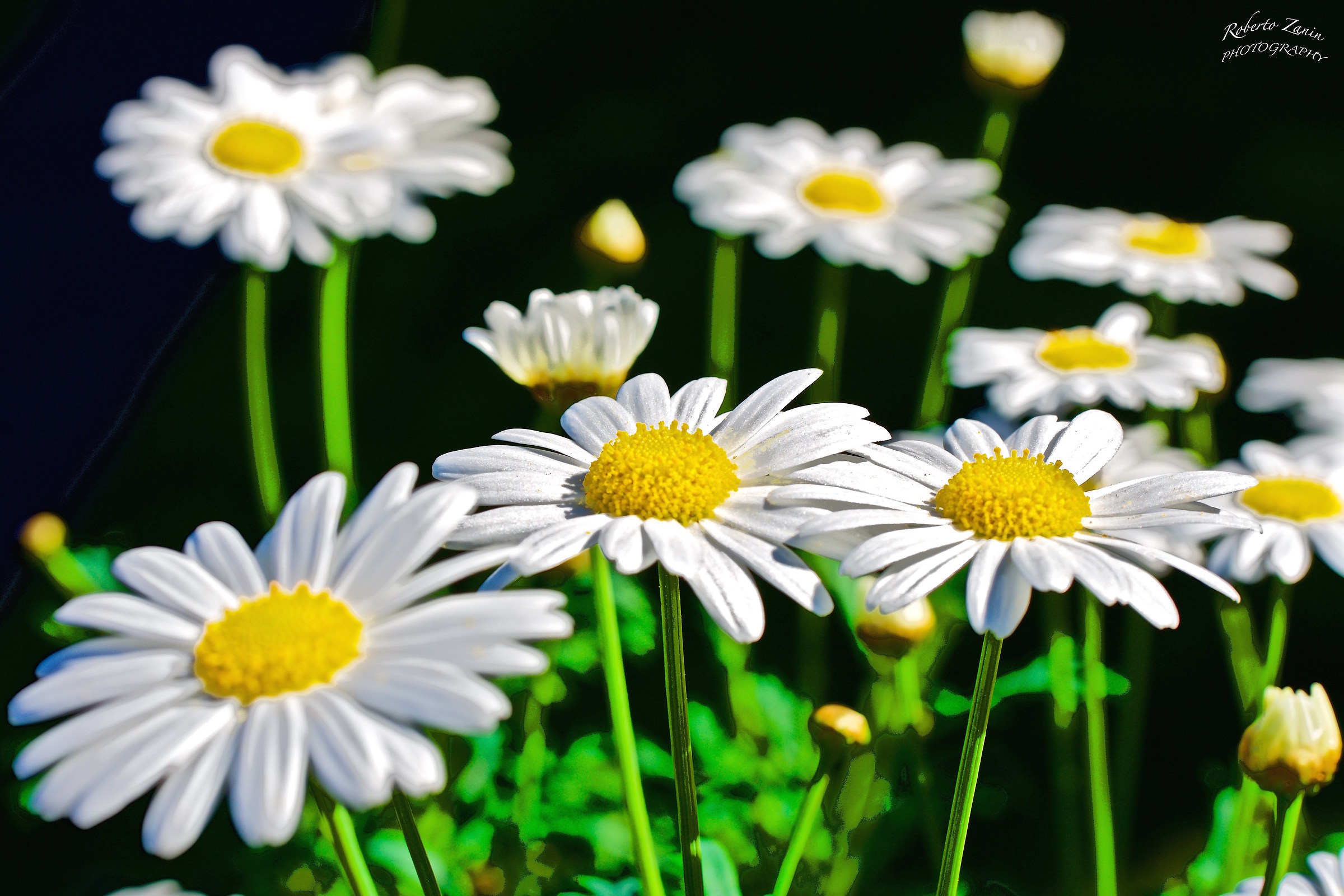 and 'time of Daisies