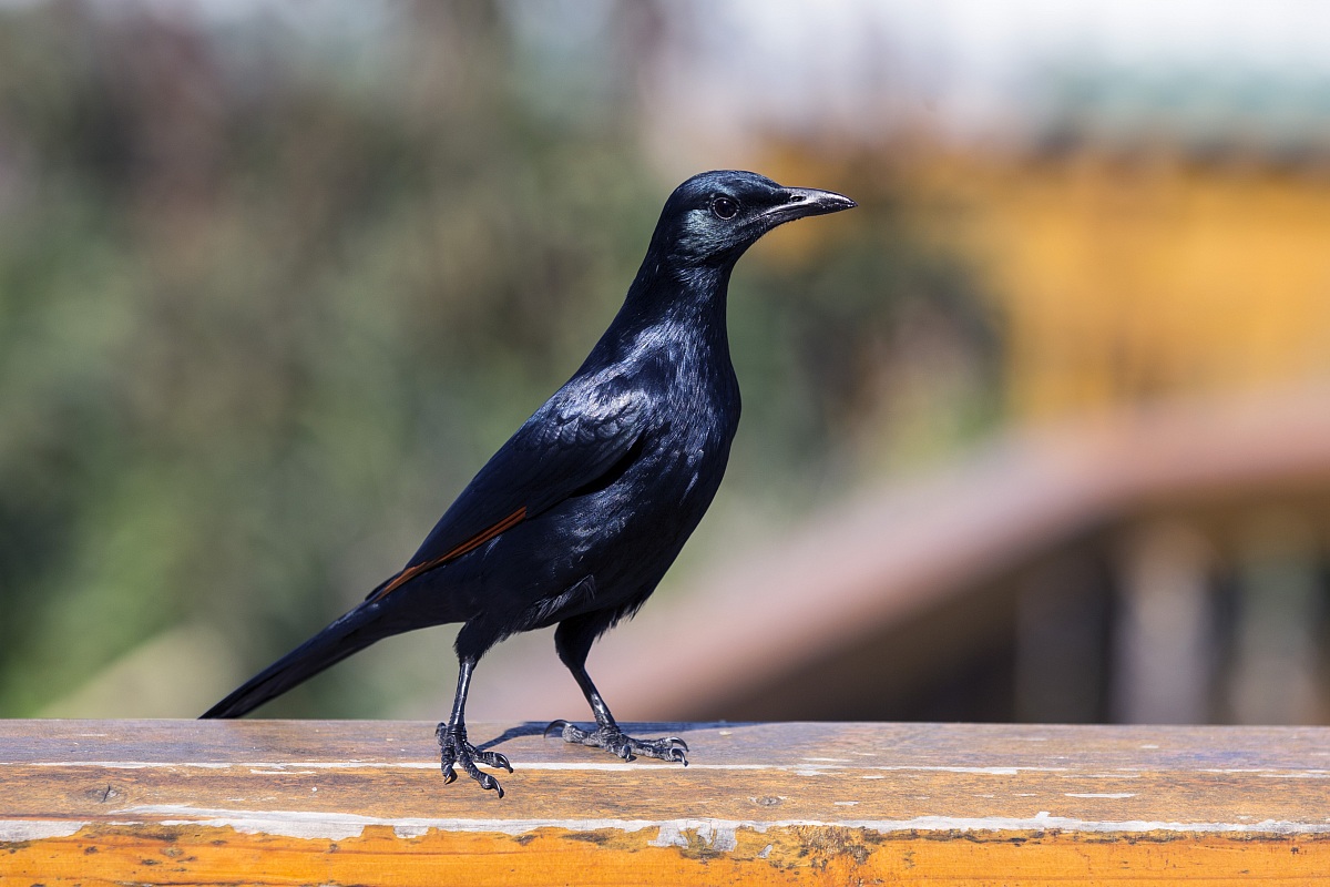 Reversal of red-winged