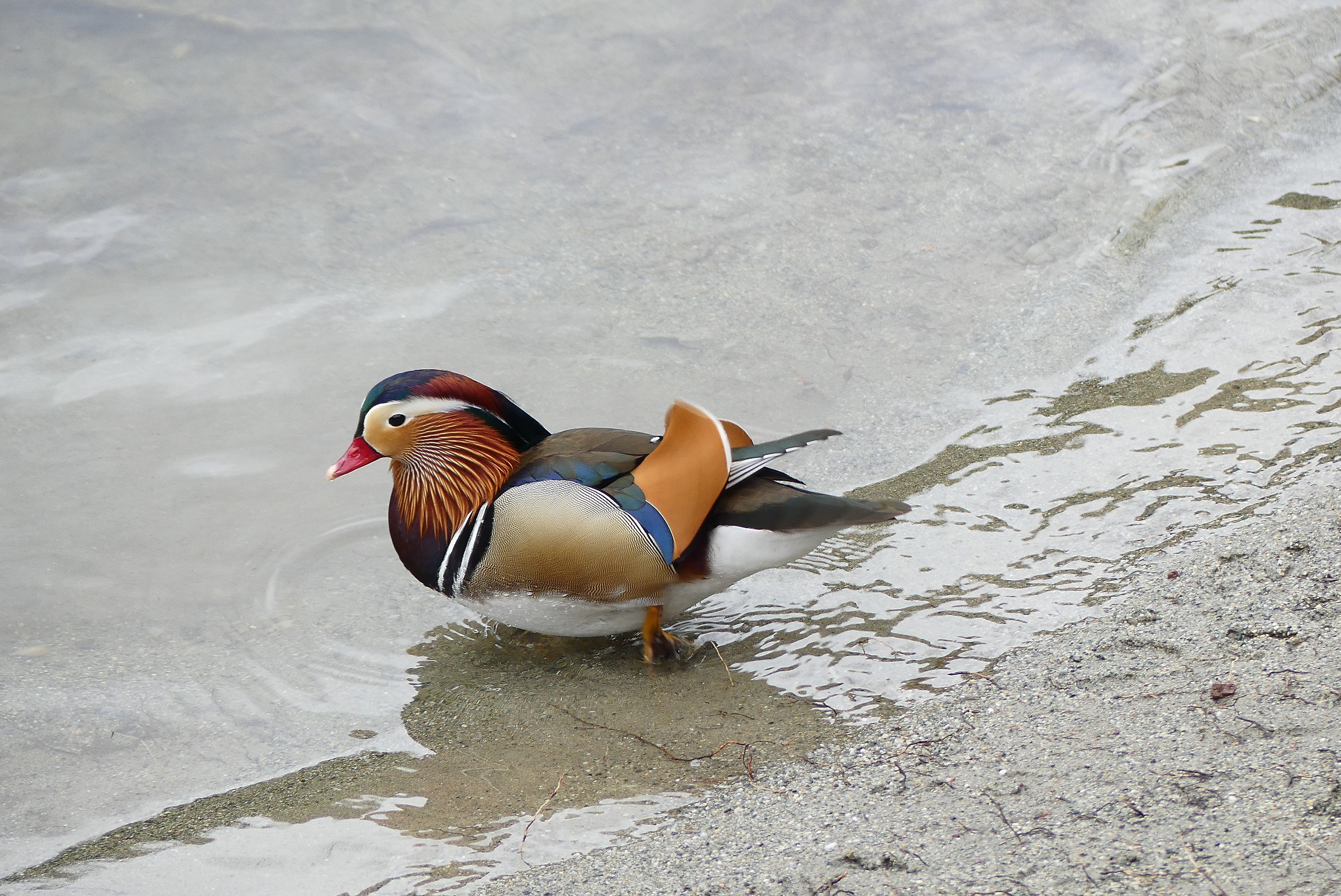 Anatra Mandarino (Giappone - Cina ) - 2017
