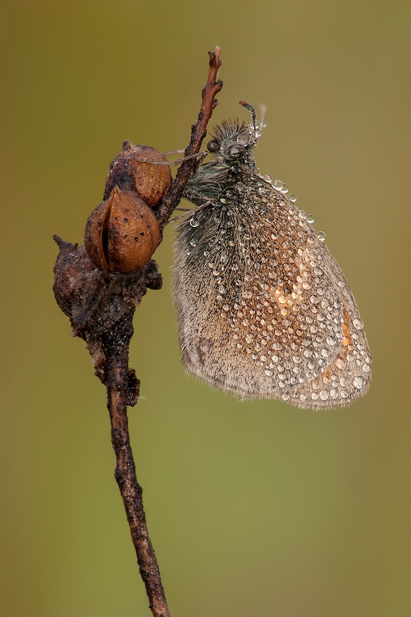 Butterfly (the first macro of 2017)