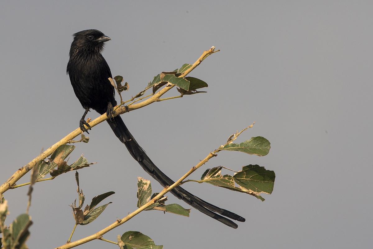 Corvinella melanoleuca